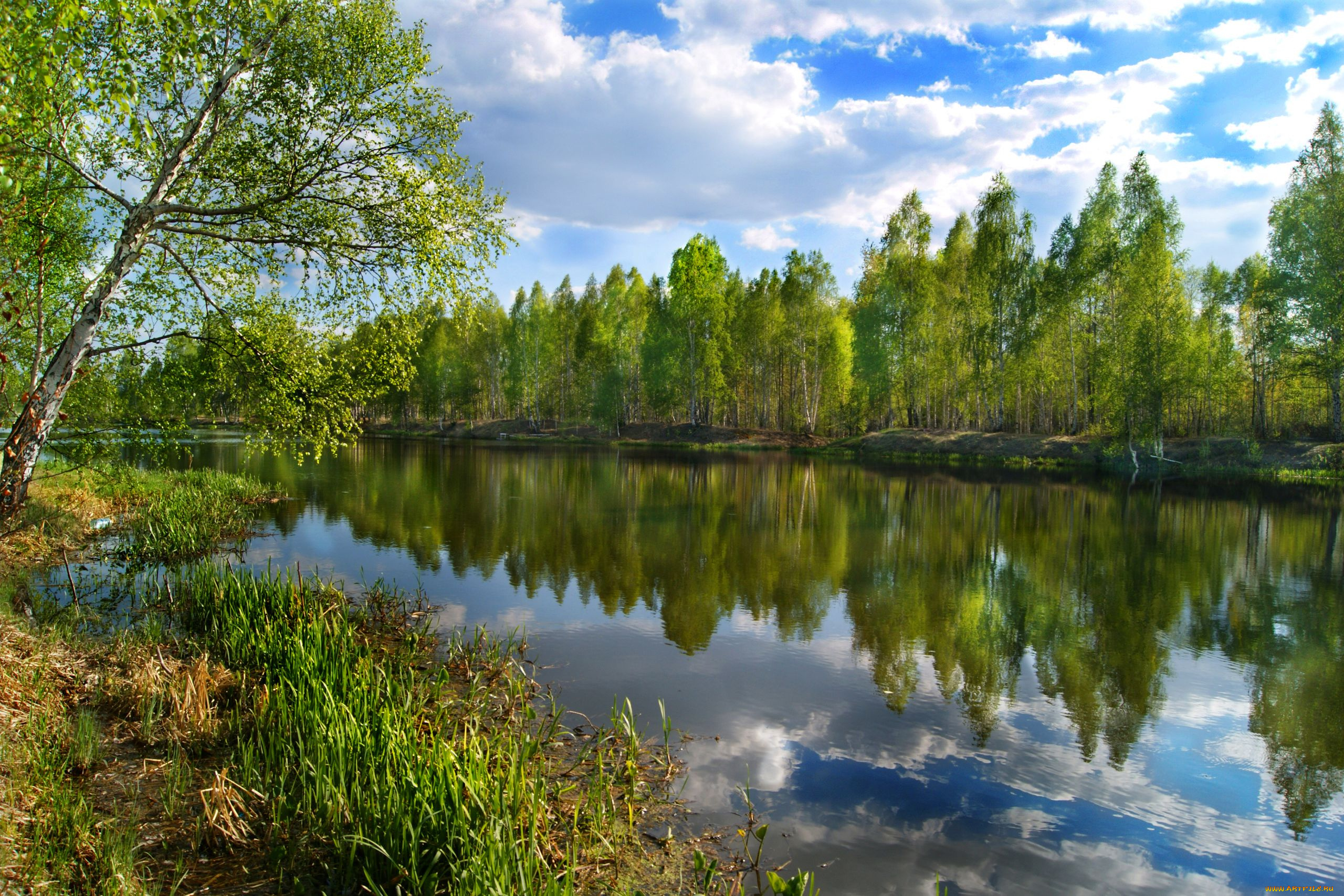 природа, реки, озера, река, деревья, пейзаж