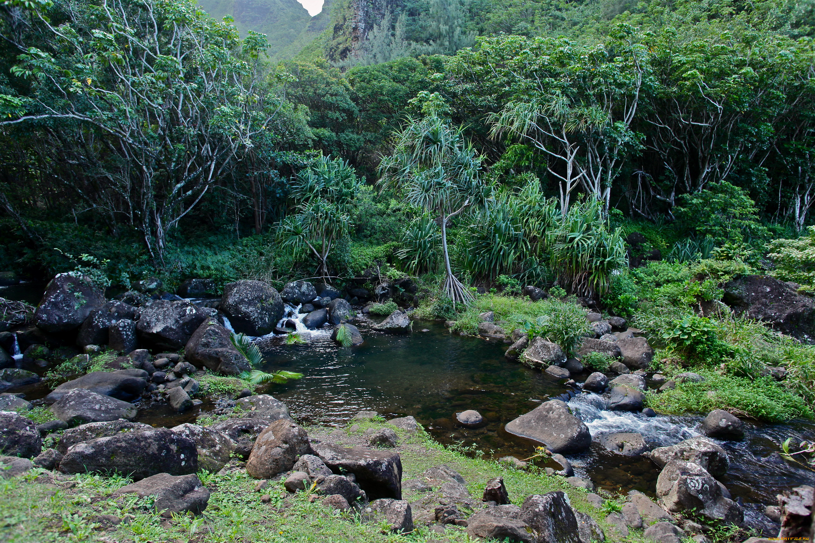 природа, реки, озера, hawaii, limahue, botanical