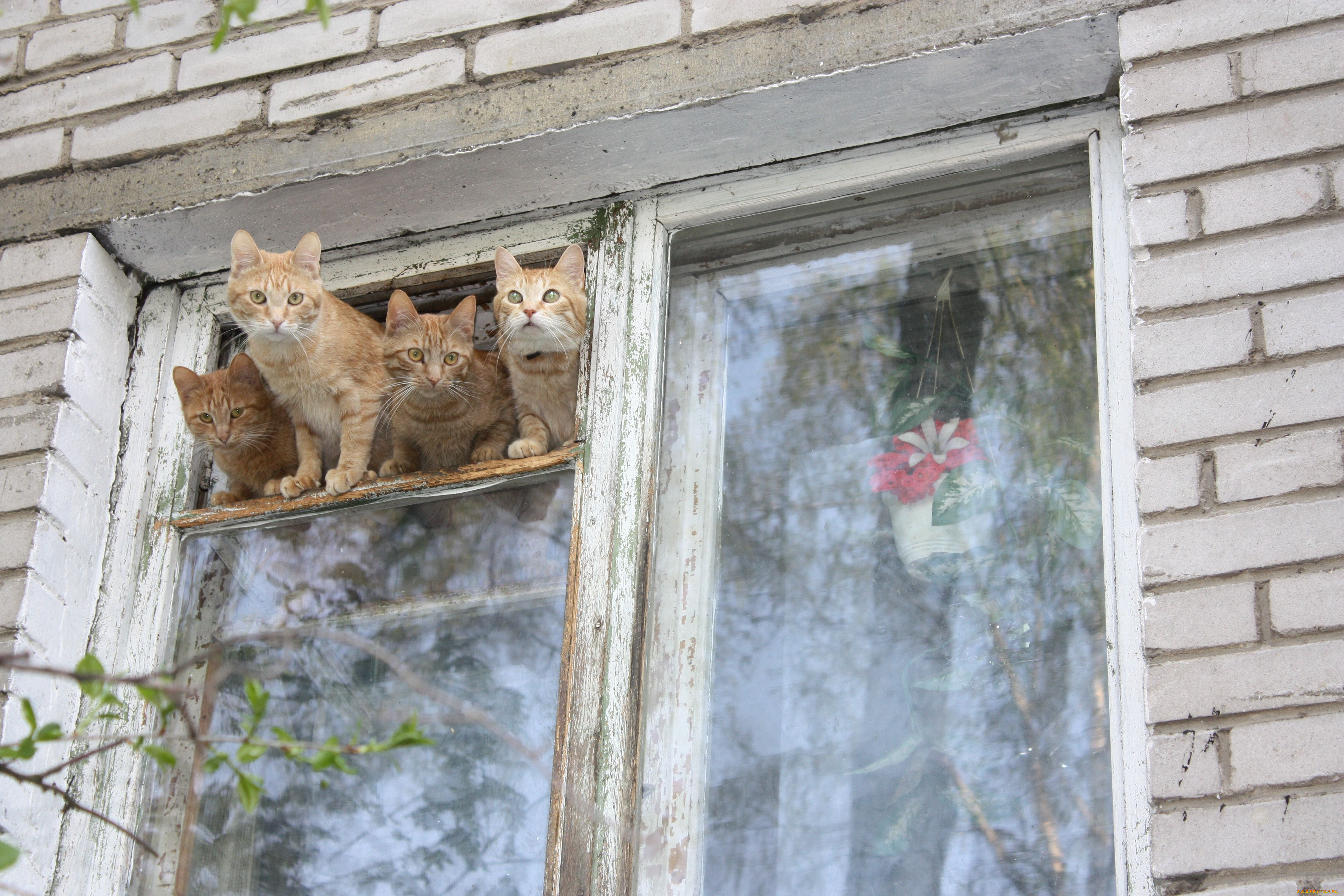 животные, коты, рыжие, окно, весна, зов, природы