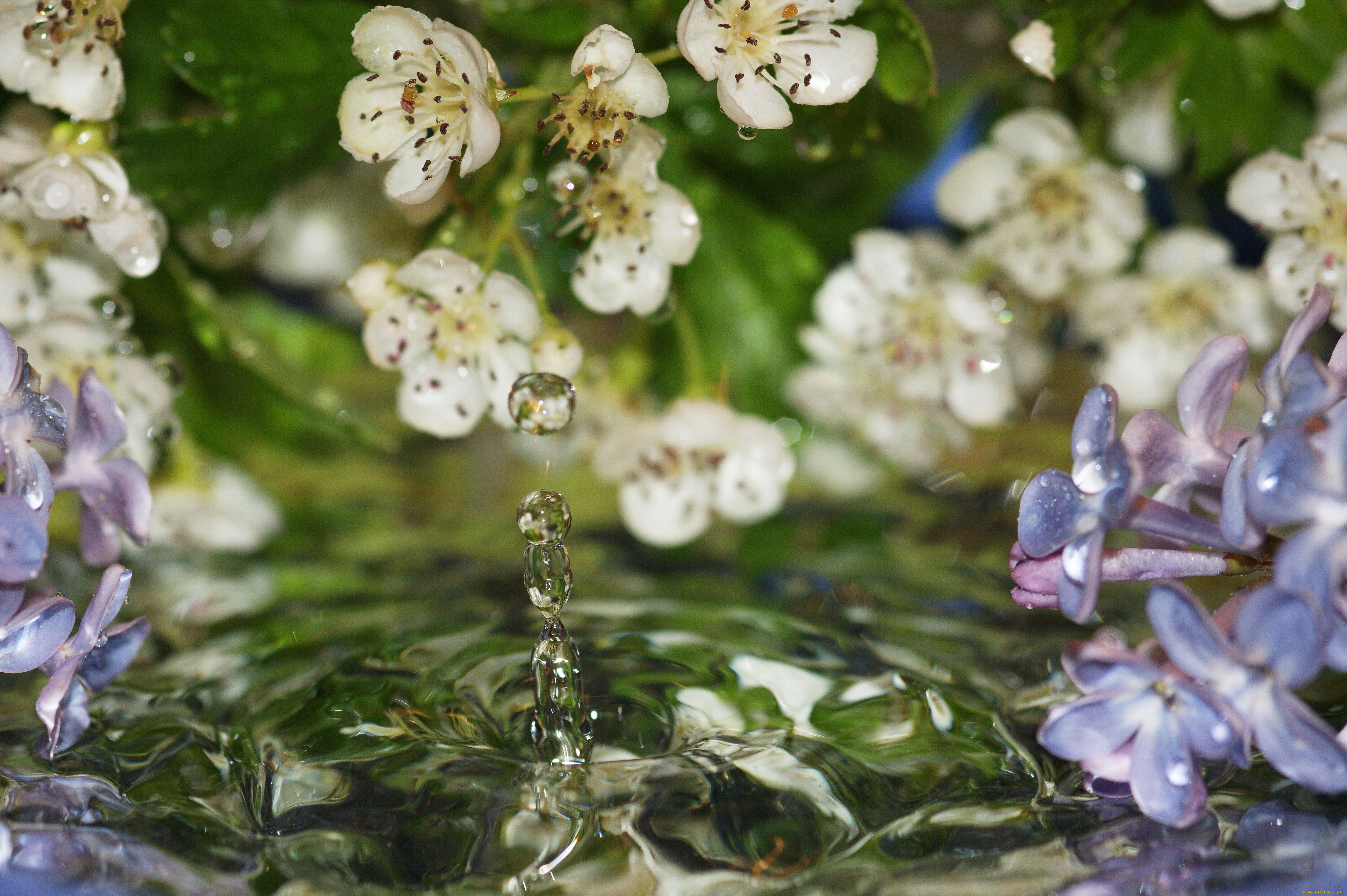 Цветущая вода. Цветы на воде. Цветы капли воды. Весна вода цветы. Капля воды Весна.