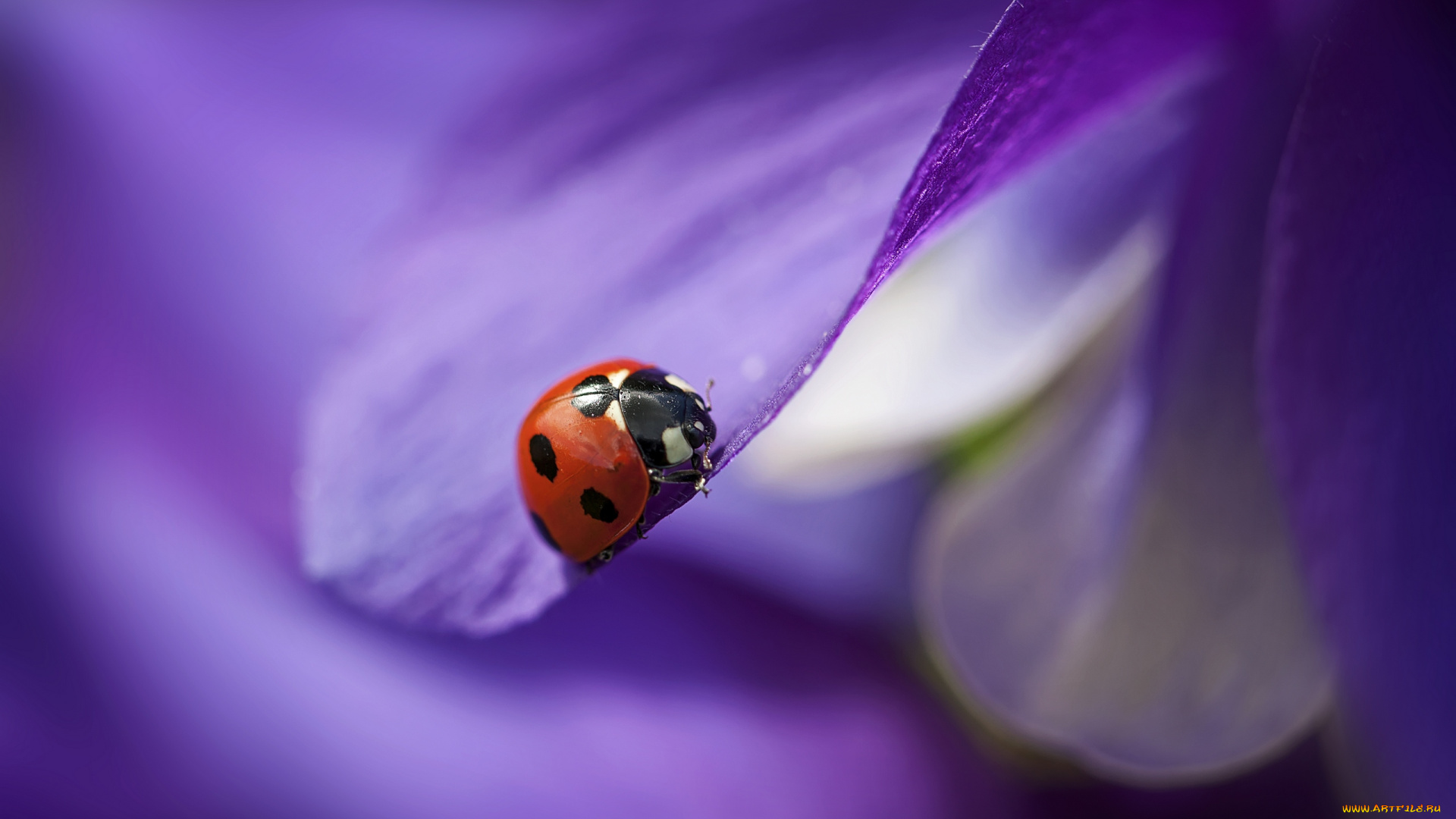 животные, божьи, коровки, цветочный, листочек, макро, flower, leaf, macro, божья, коровка, ladybug