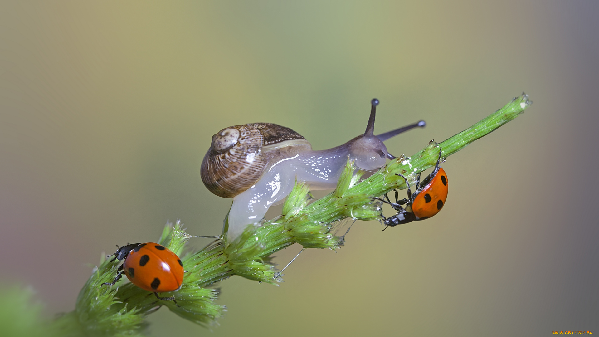 животные, разные, вместе, макро, the, snail, a, blade, of, grass, травинка, macro, божьи, коровки, ladybugs, улитка