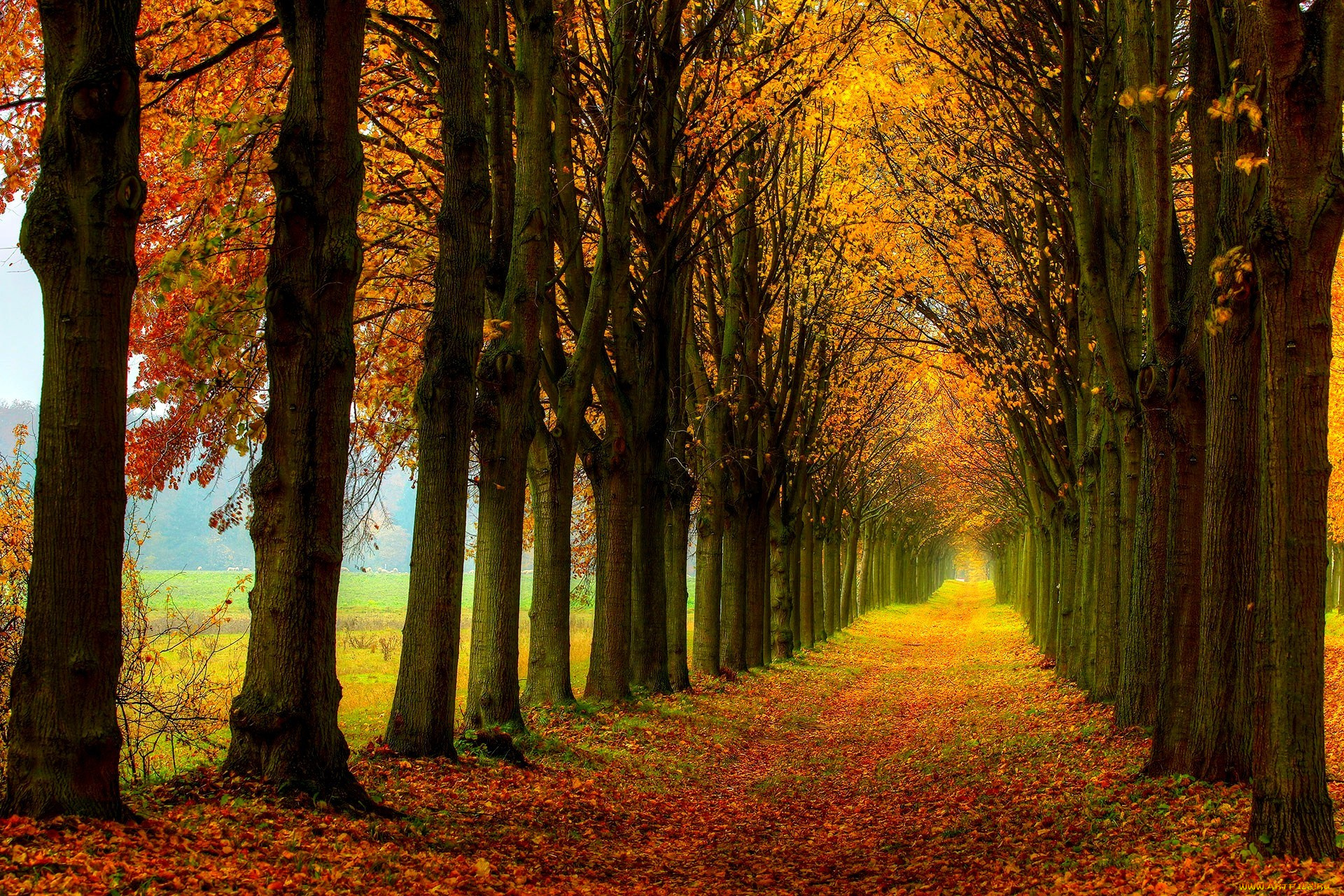 природа, дороги, walk, colors, fall, дорога, path, nature, деревья, осень, листья, colorful, road, leaves, поле, лес, trees, field, forest, autumn
