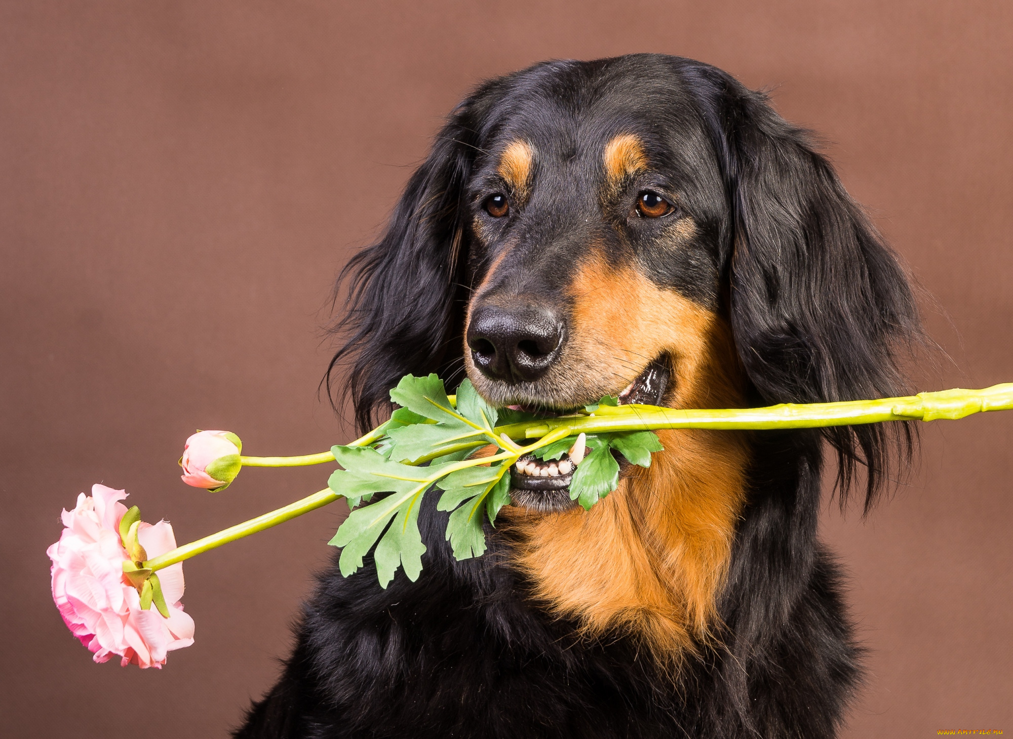 животные, собаки, цветок