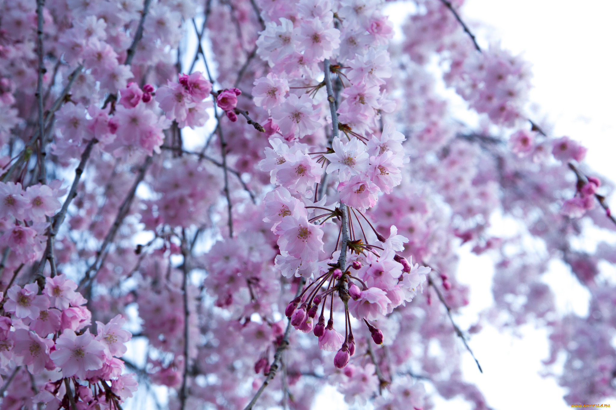 цветы, сакура, , вишня, весна