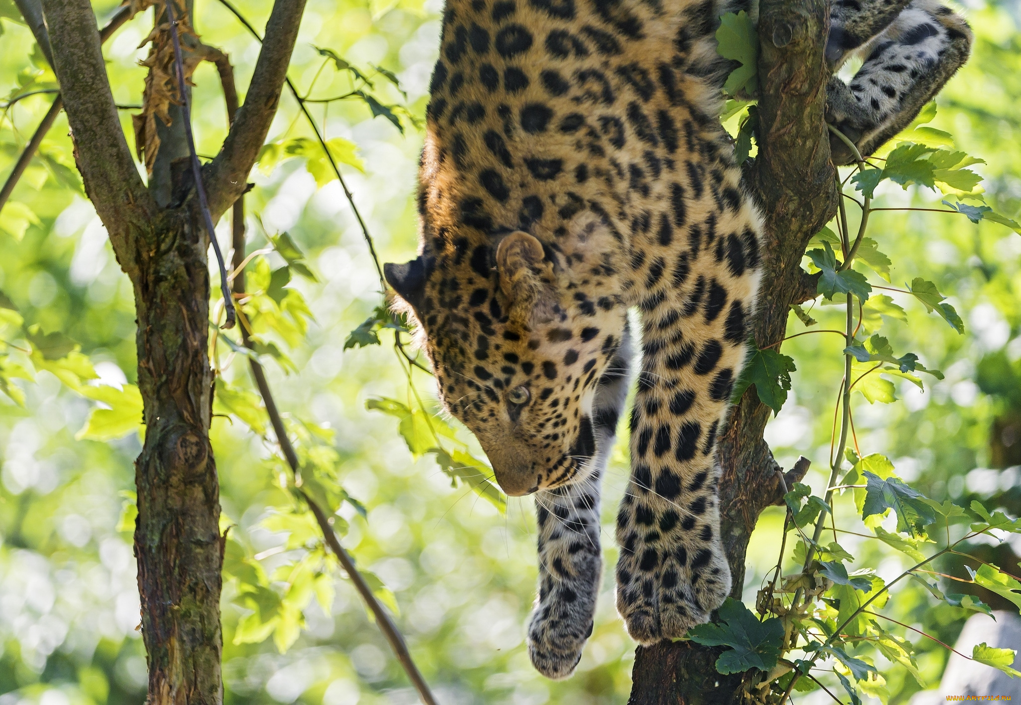 животные, леопарды, кошка