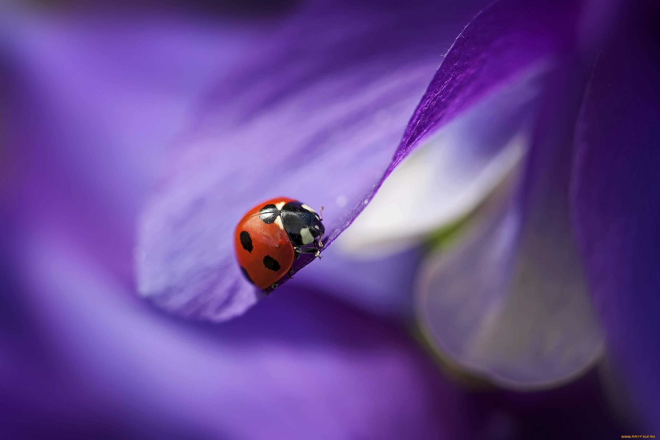 животные, божьи, коровки, цветочный, листочек, макро, flower, leaf, macro, божья, коровка, ladybug