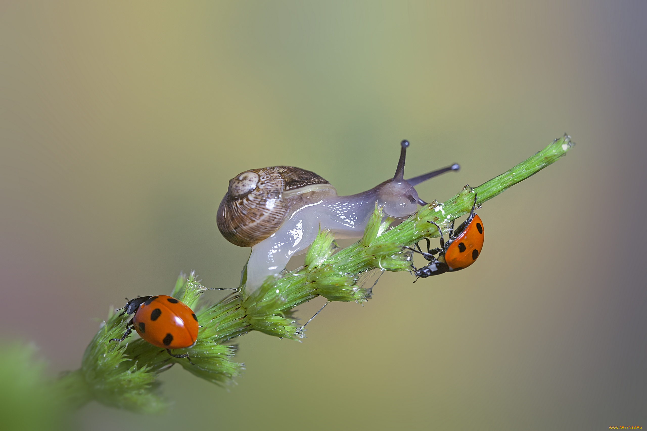 животные, разные, вместе, макро, the, snail, a, blade, of, grass, травинка, macro, божьи, коровки, ladybugs, улитка