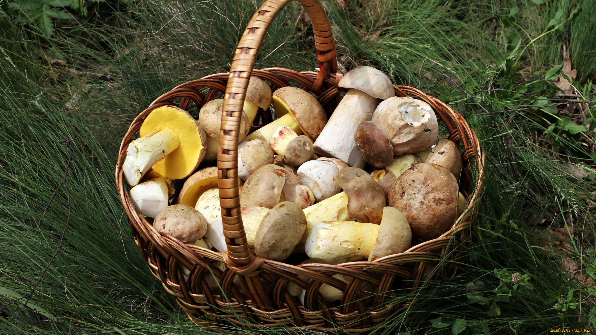 еда, грибы, , грибные, блюда, боровики, корзина, трава