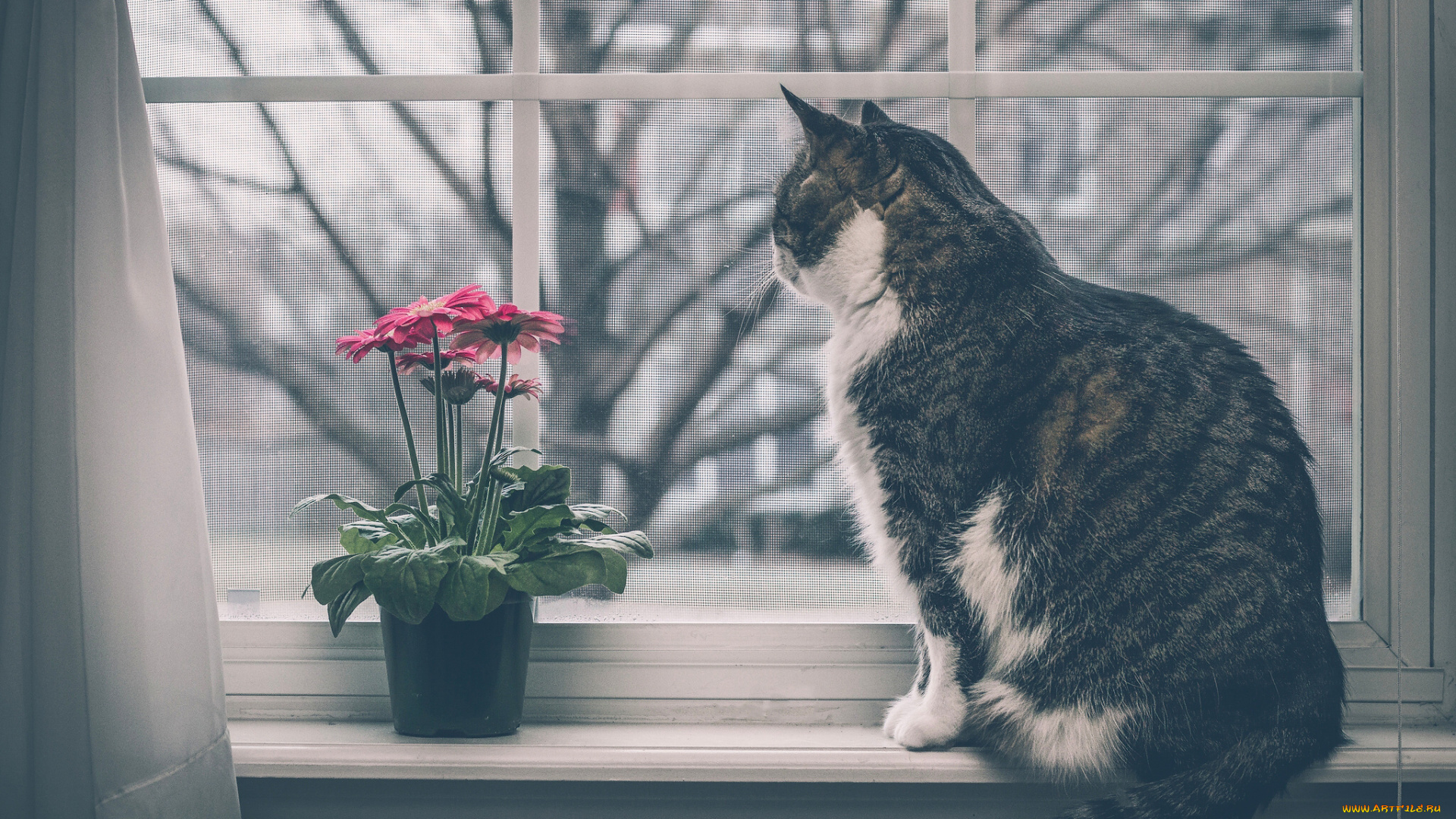 животные, коты, кот, кошка, окно, цветок, герберы