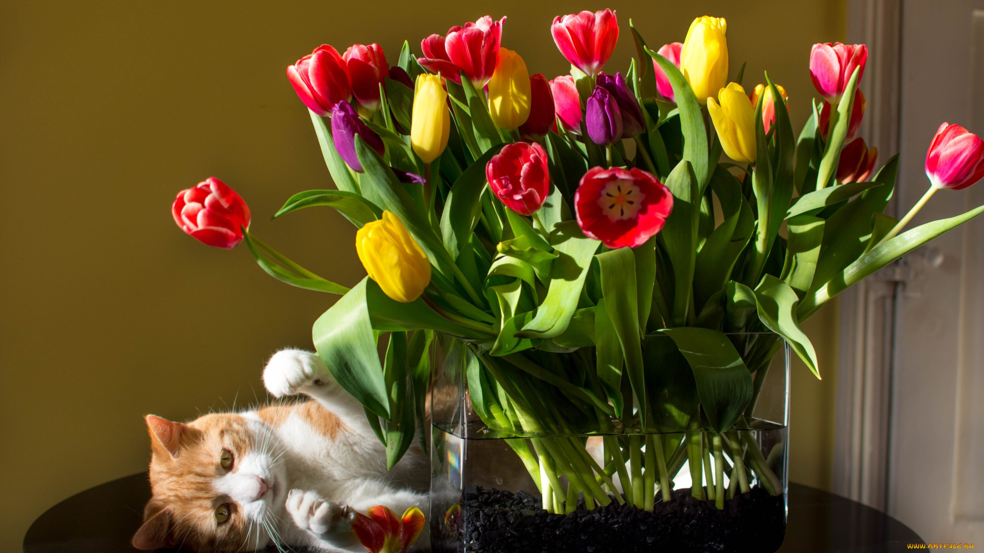 животные, коты, тюльпаны, кот, цветы, кошка, букет, ваза