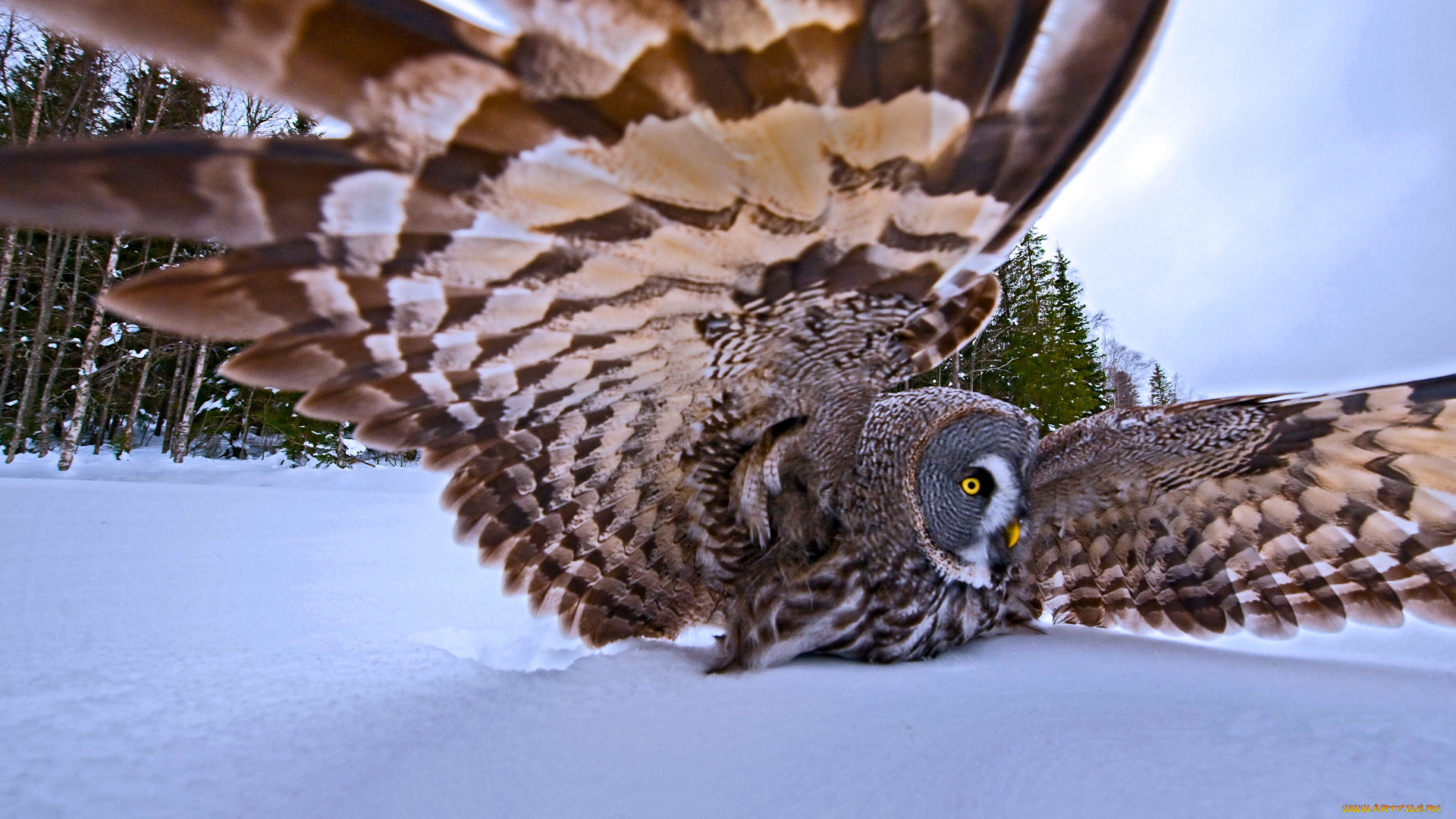 животные, совы, зима, перья, природа, деревья, крылья, большая, серая, сова, птица, охота, снег