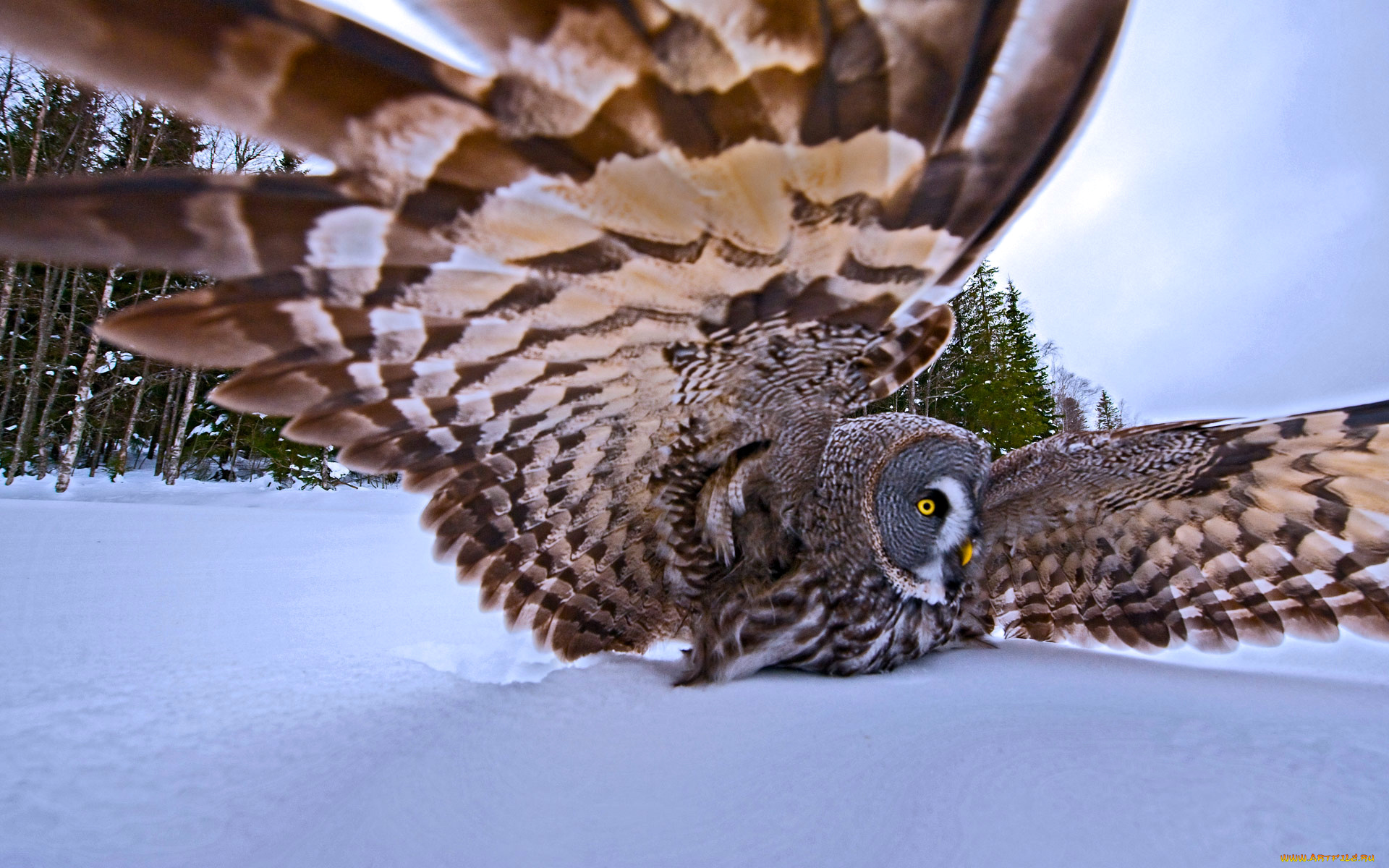животные, совы, зима, перья, природа, деревья, крылья, большая, серая, сова, птица, охота, снег