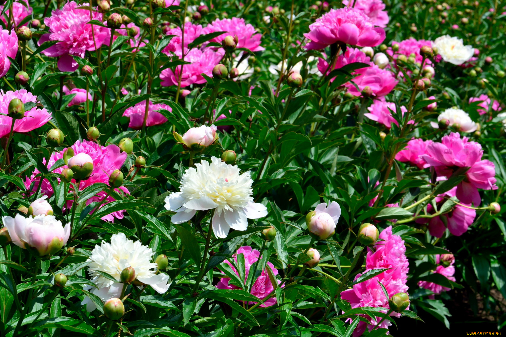 цветы, пионы, белый, весна, розовый