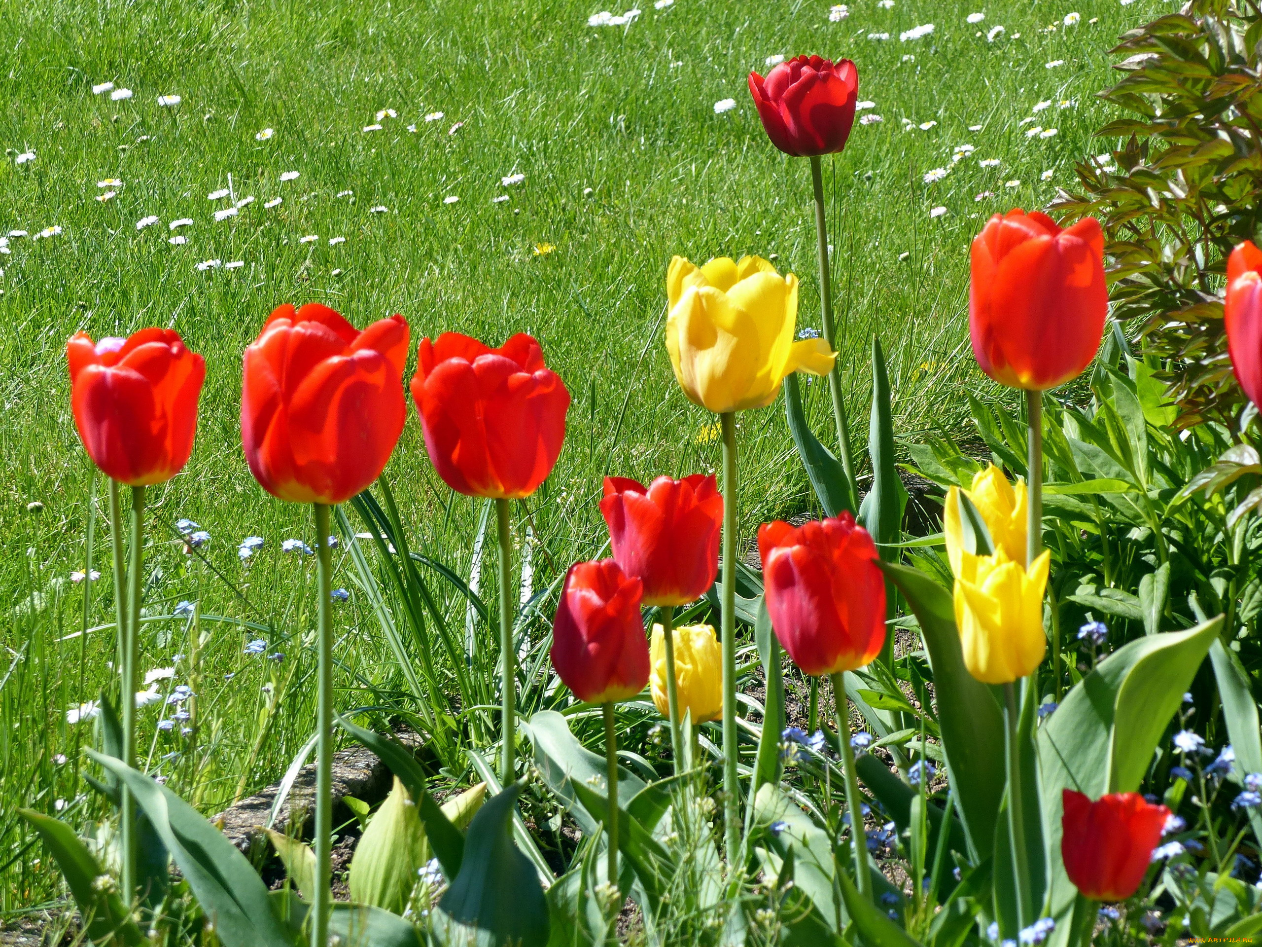 цветы, тюльпаны, весна, красный, желтый