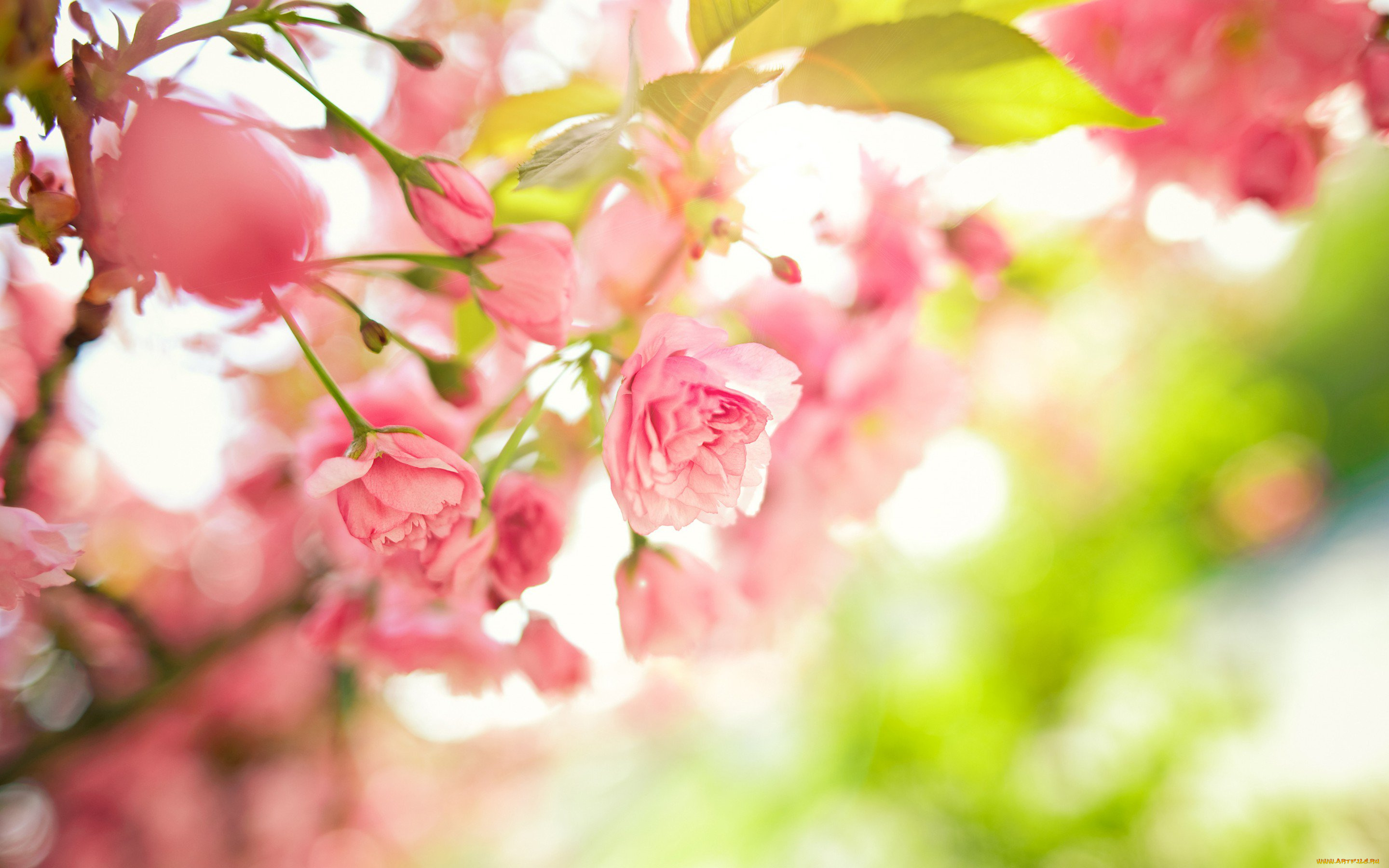 цветы, сакура, , вишня, ветки, цветение, весна, дерево