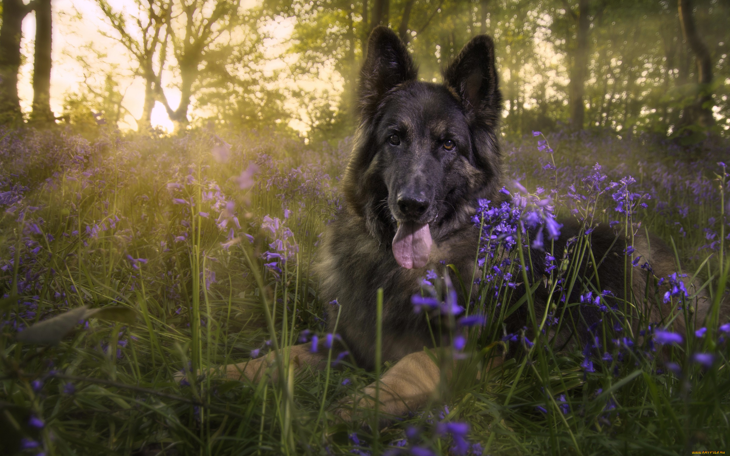 собака пенек цветы поляна скачать