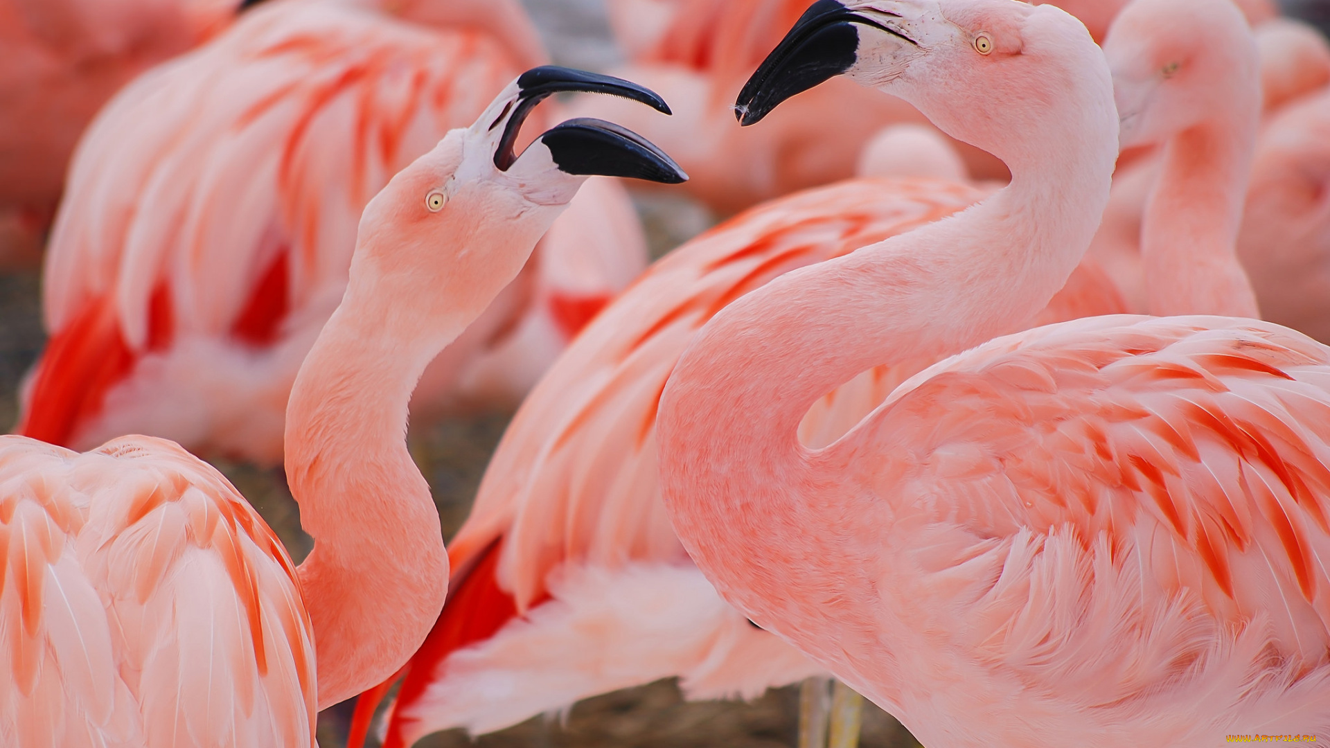животные, фламинго, розовые, птицы