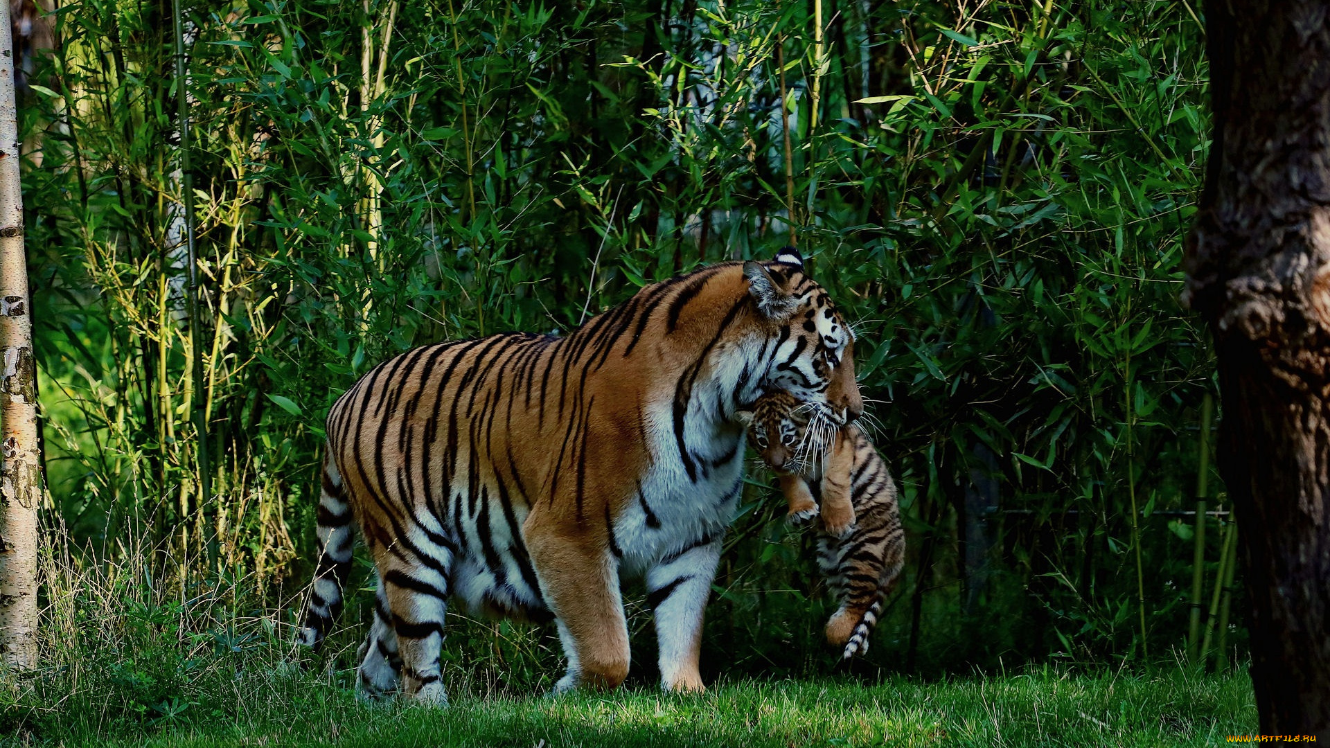 животные, тигры, джунгли, тигр