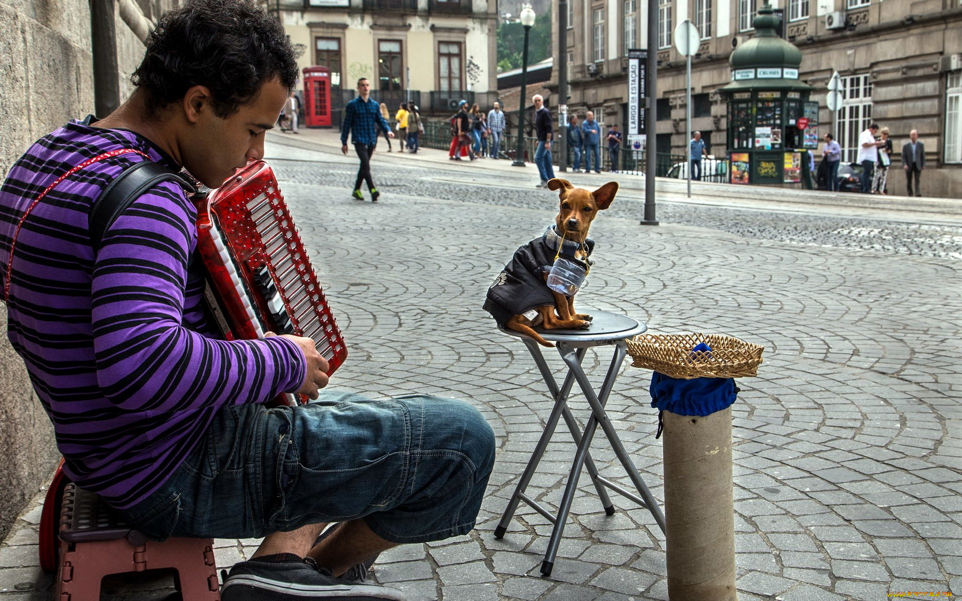 музыка, -другое, юноша, баян, собака, улица