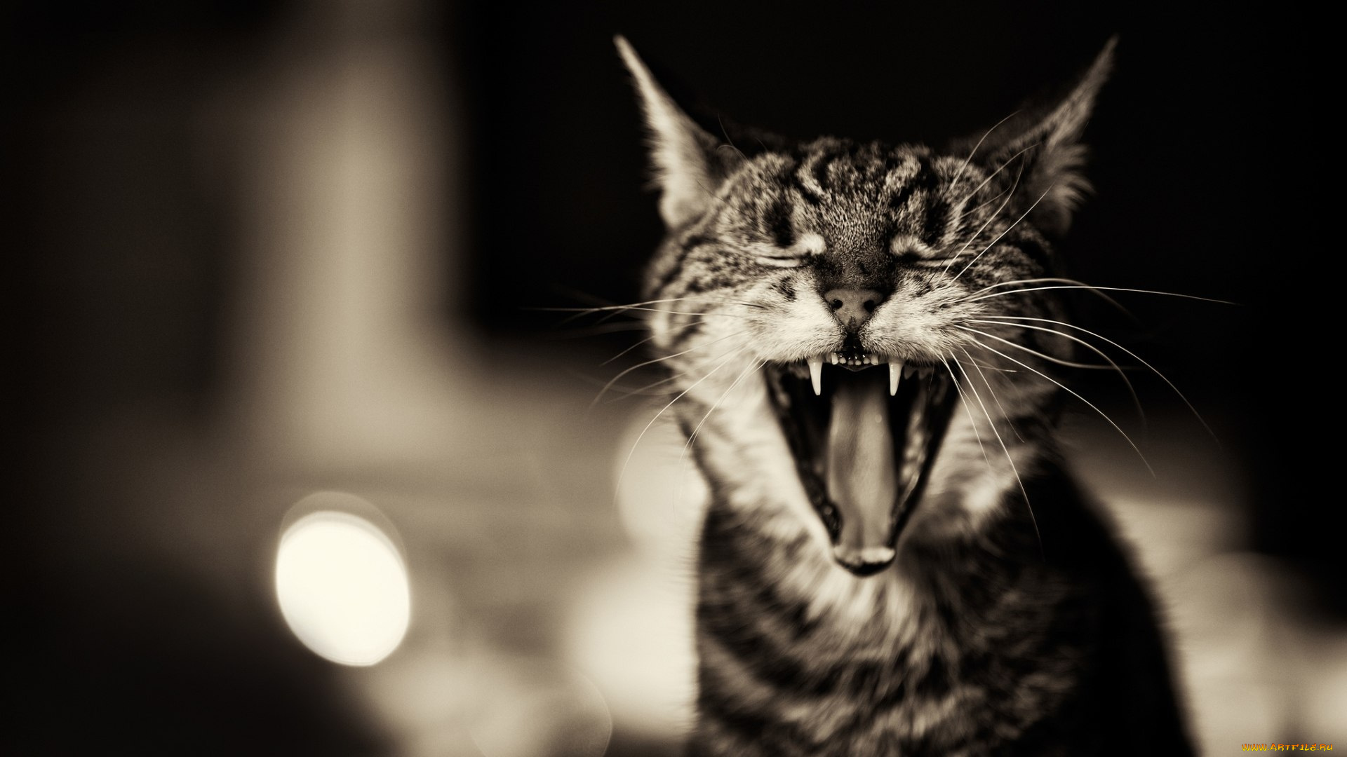 животные, коты, кот, зевает