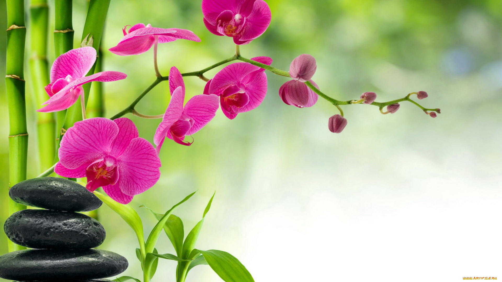 цветы, орхидеи, экзотика, орхидея, розовая