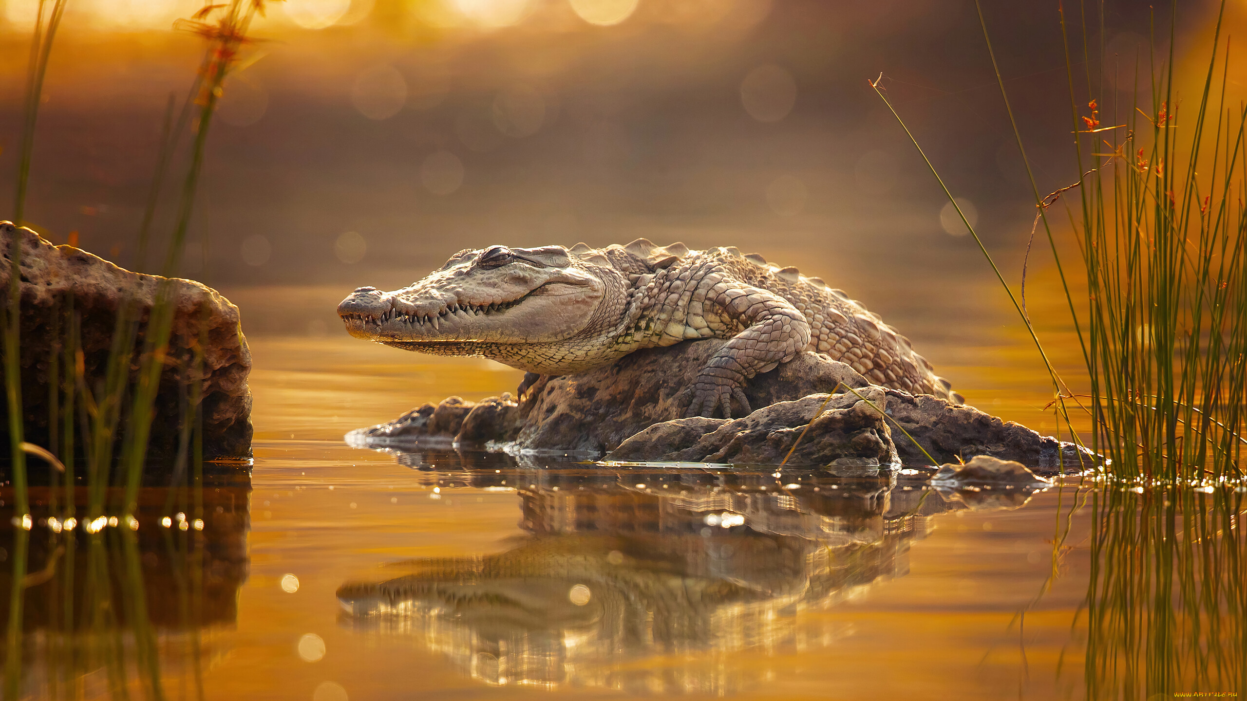 животные, крокодилы, крокодил, рептилия, crocodilia, класс, пресмыкающихся, аллигатор