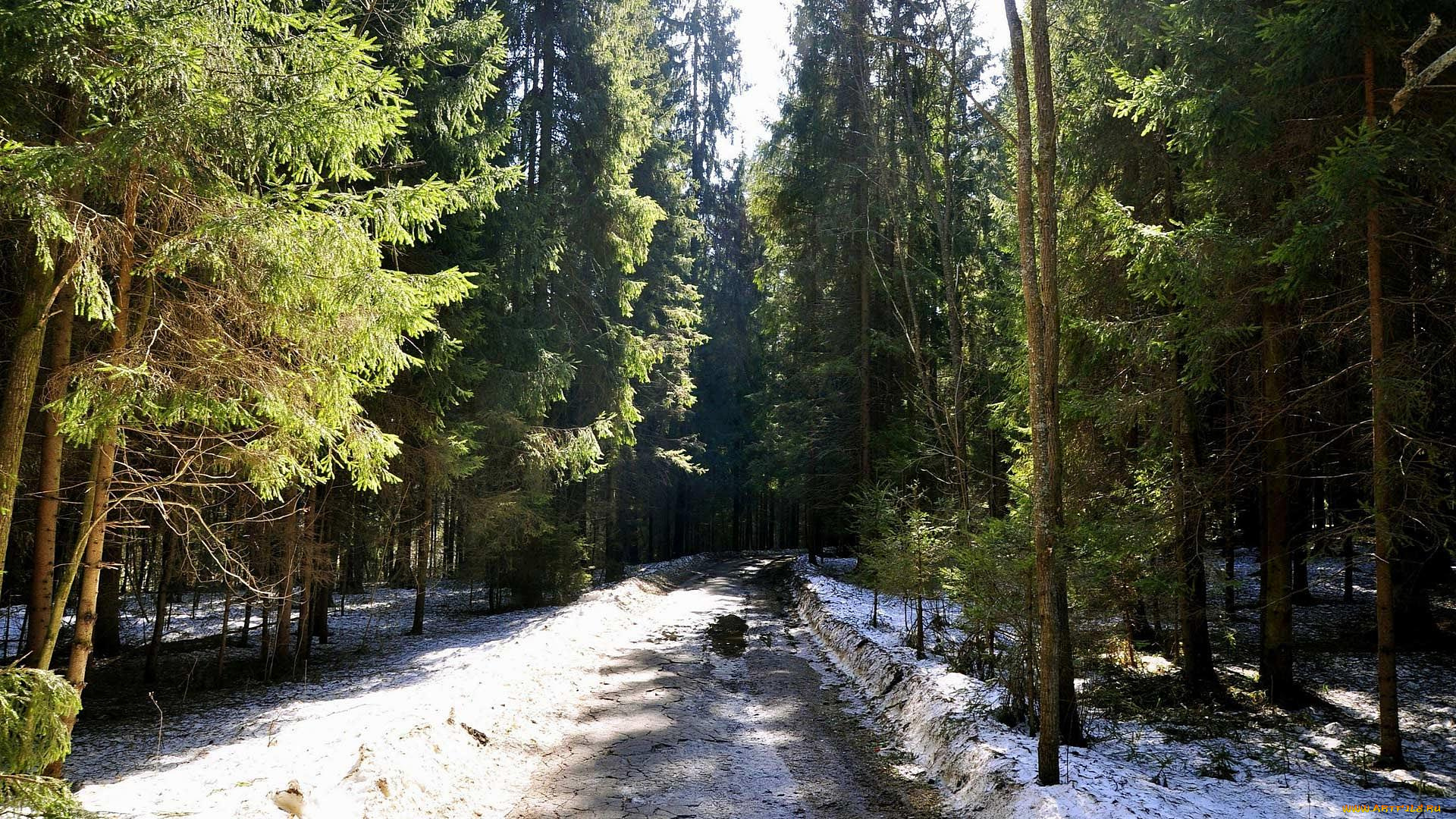 природа, дороги, зима, дорога, лес
