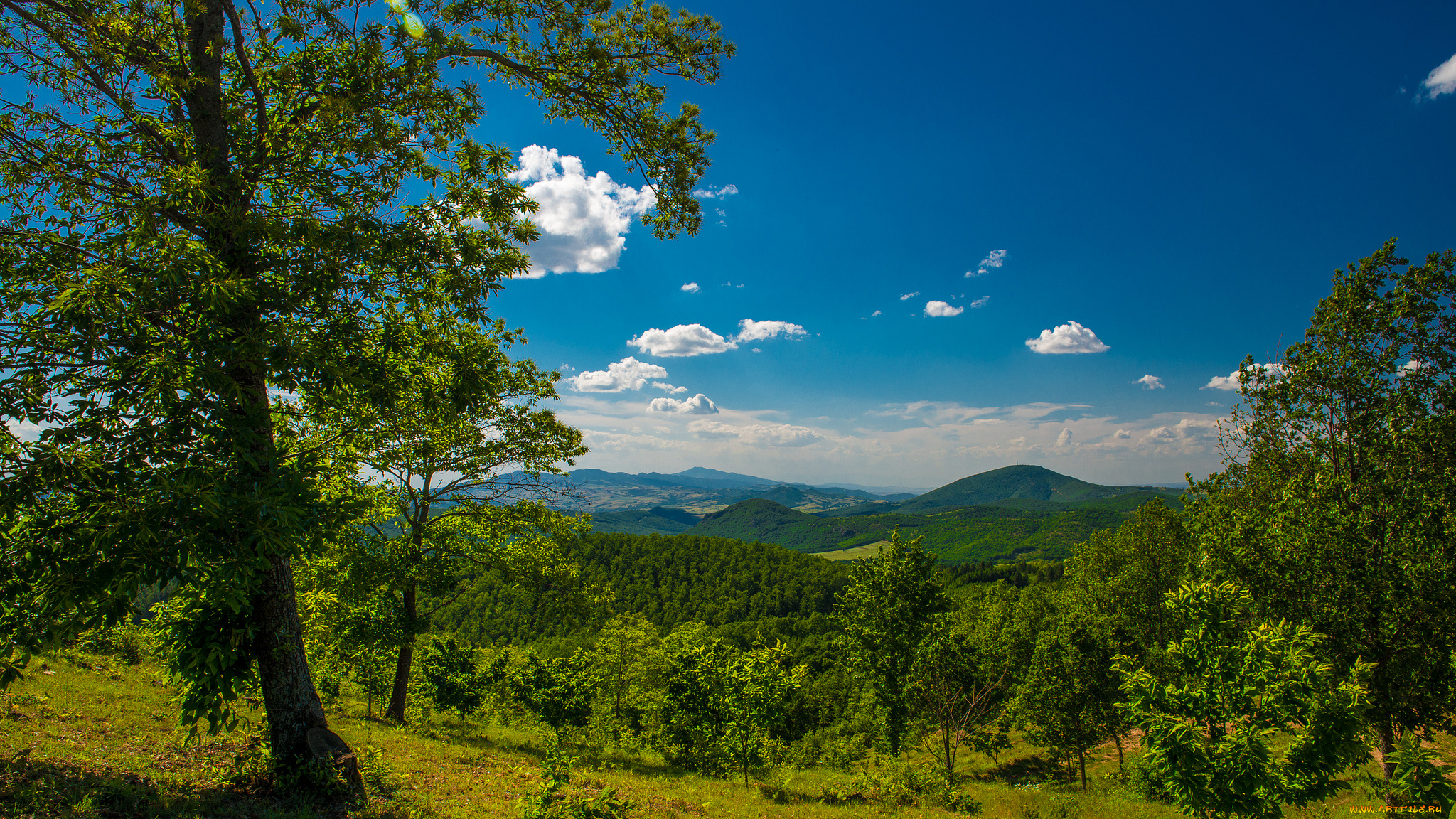 Панорамные фото леса. Панорама леса. Панорама природа. Панорамные виды природы. Пейзаж панорама.