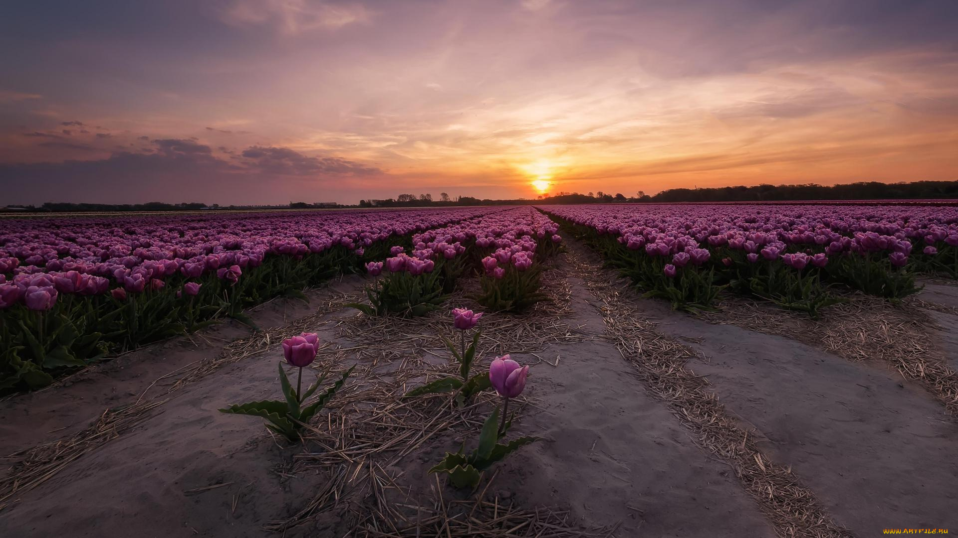цветы, тюльпаны, в, нидерландах, закат, поле
