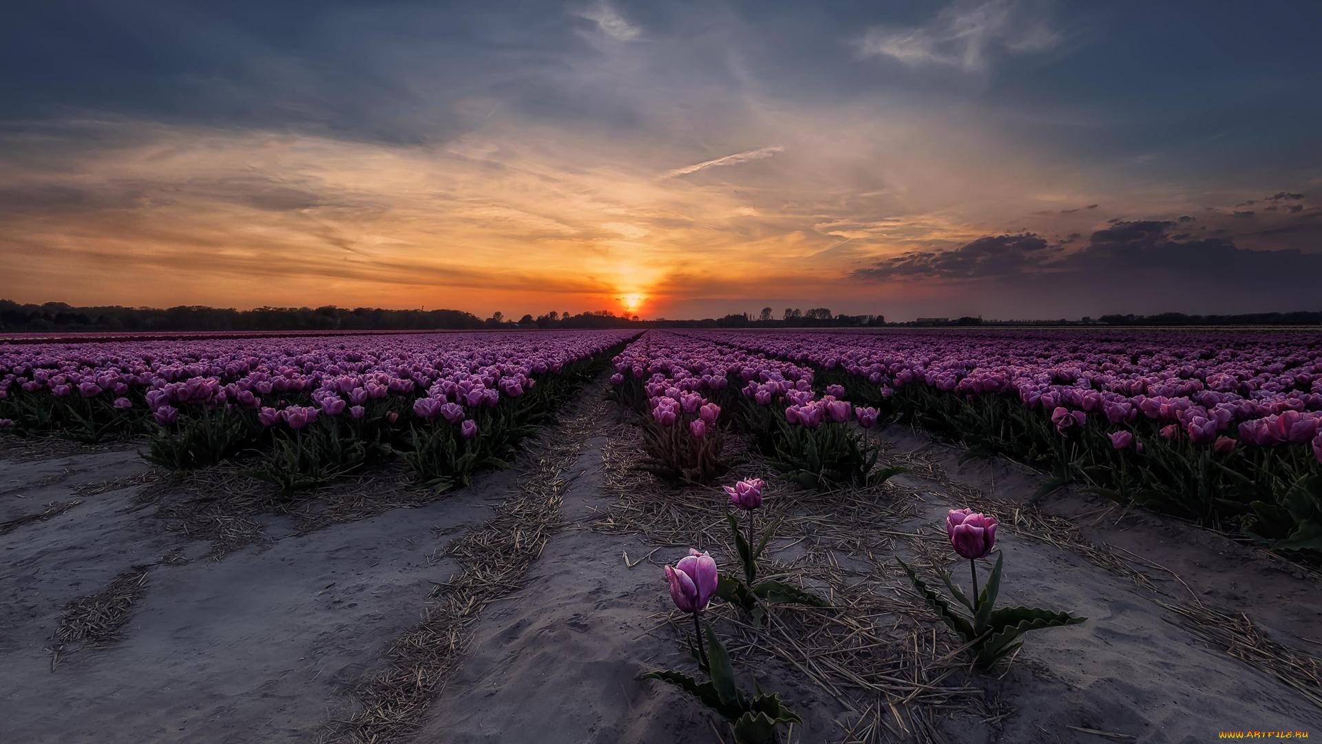 цветы, тюльпаны, закат, поле, в, нидерландах