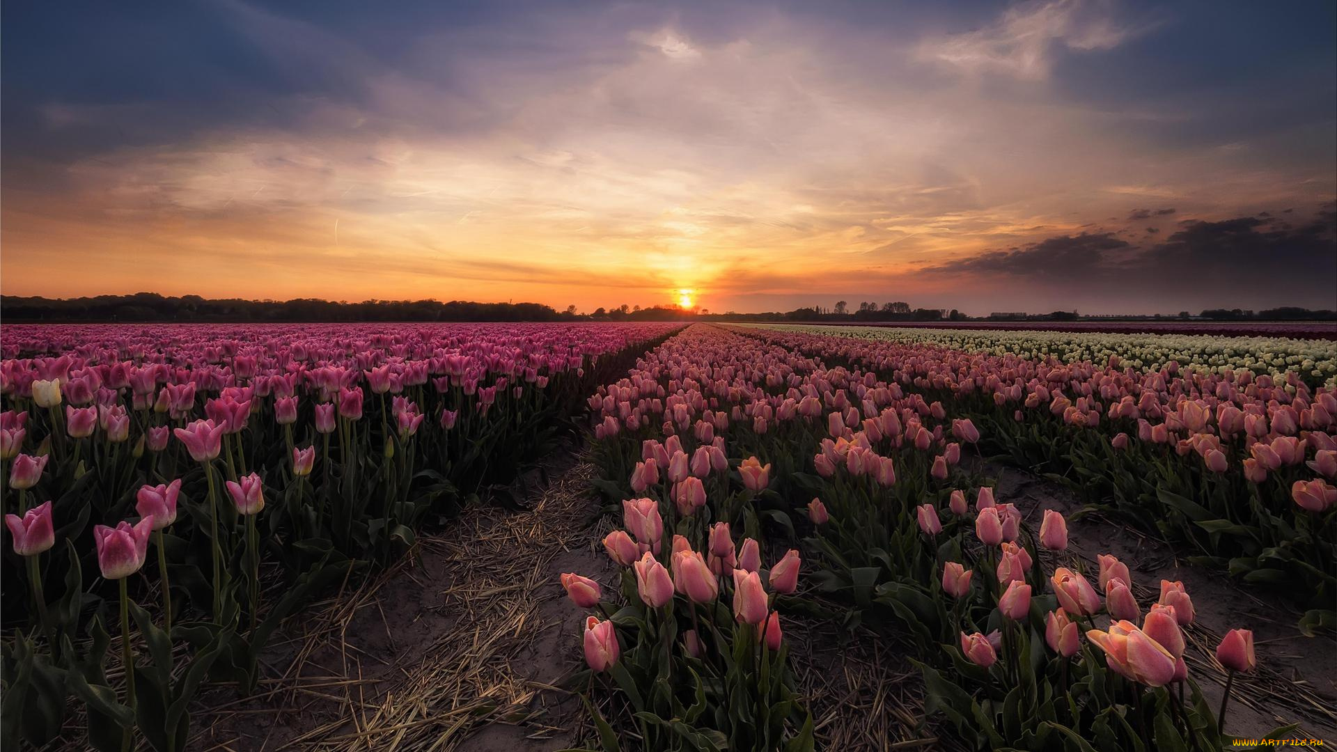цветы, тюльпаны, закат, в, нидерландах, поле