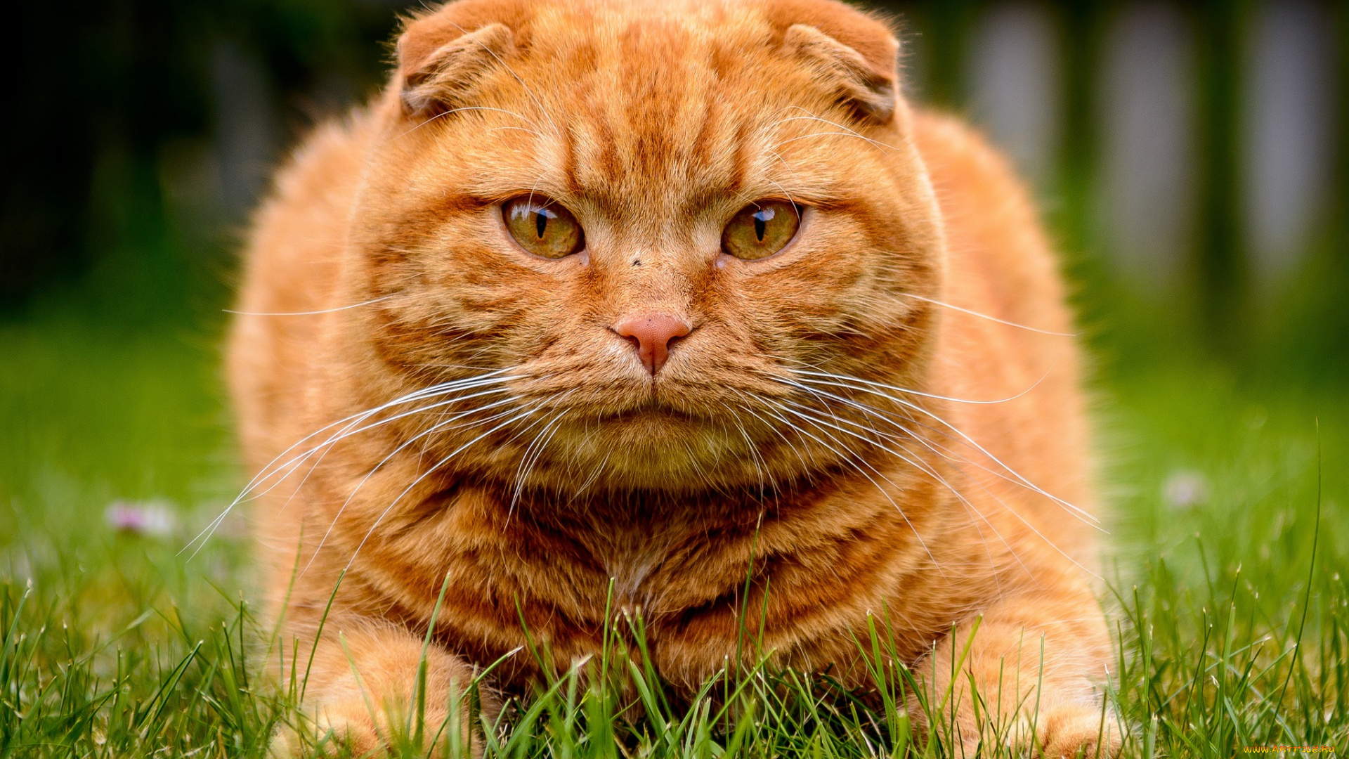 животные, коты, трава, морда, рыжий, кот, котэ, взгляд, шотландская, вислоухая, кошка
