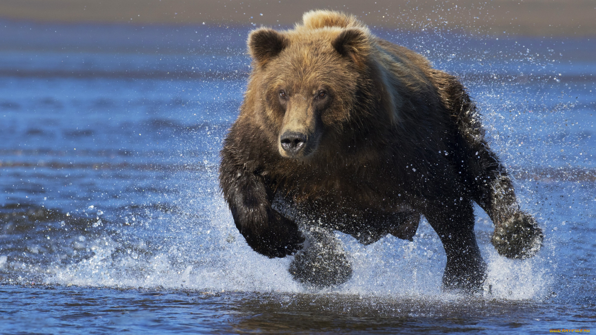 животные, медведи, бег, бегущий, медведь, топтыгин, брызги, вода