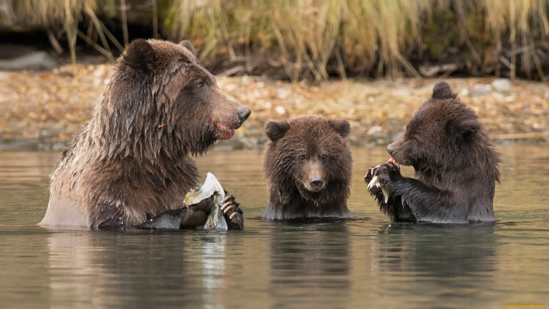 животные, медведи, вода, медвежата, обед, удачная, рыбалка, медведица, река