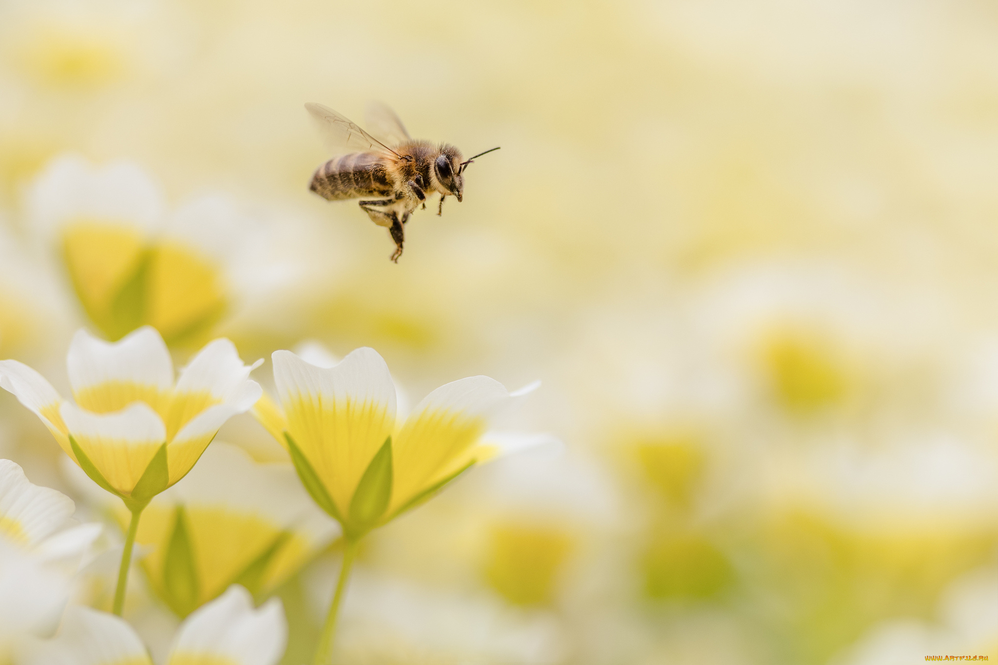 животные, пчелы, , осы, , шмели, цветы, крылья, полет, пчела, боке, фон