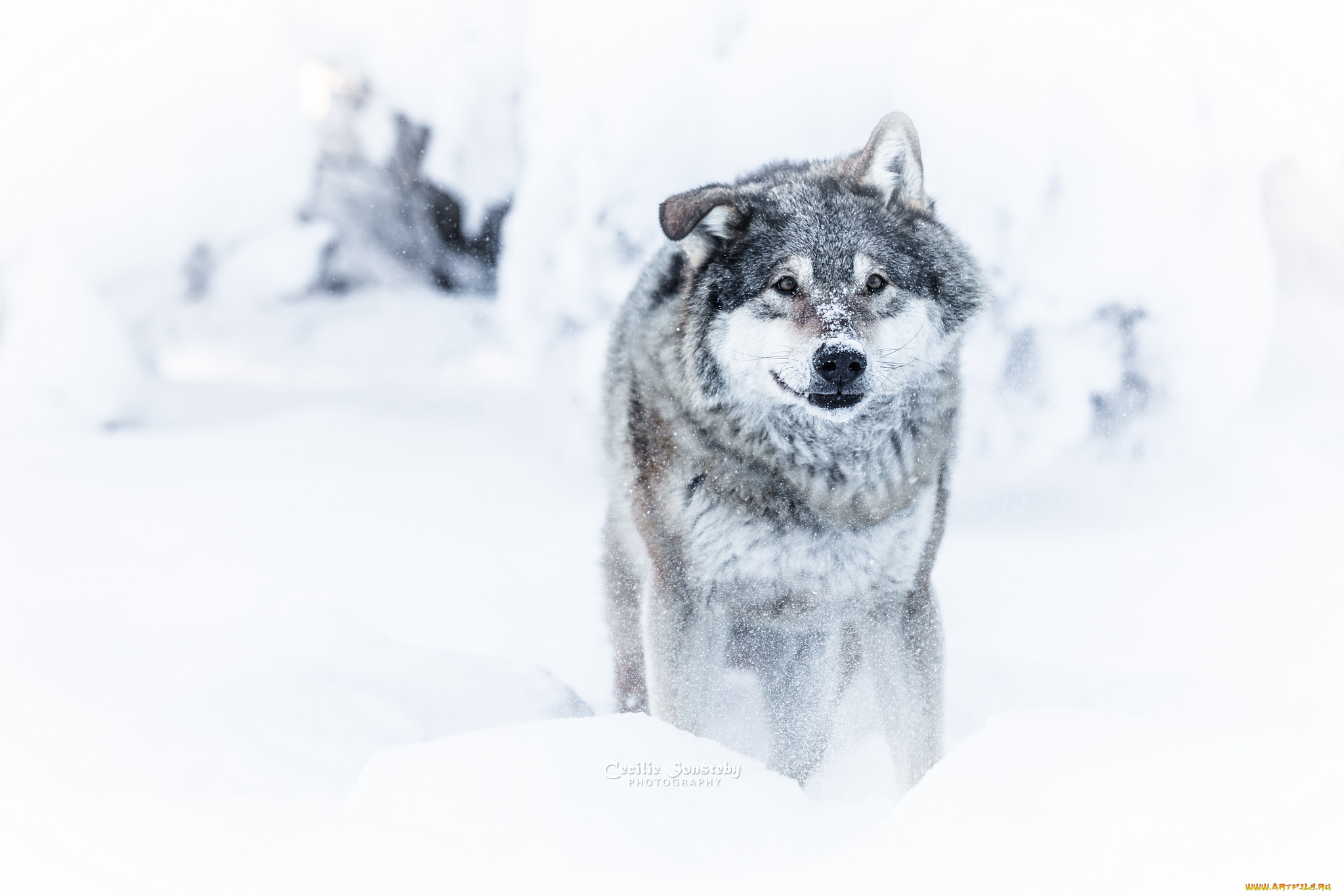 животные, волки, , койоты, , шакалы, волк, зима, снег, опасен, взгляд