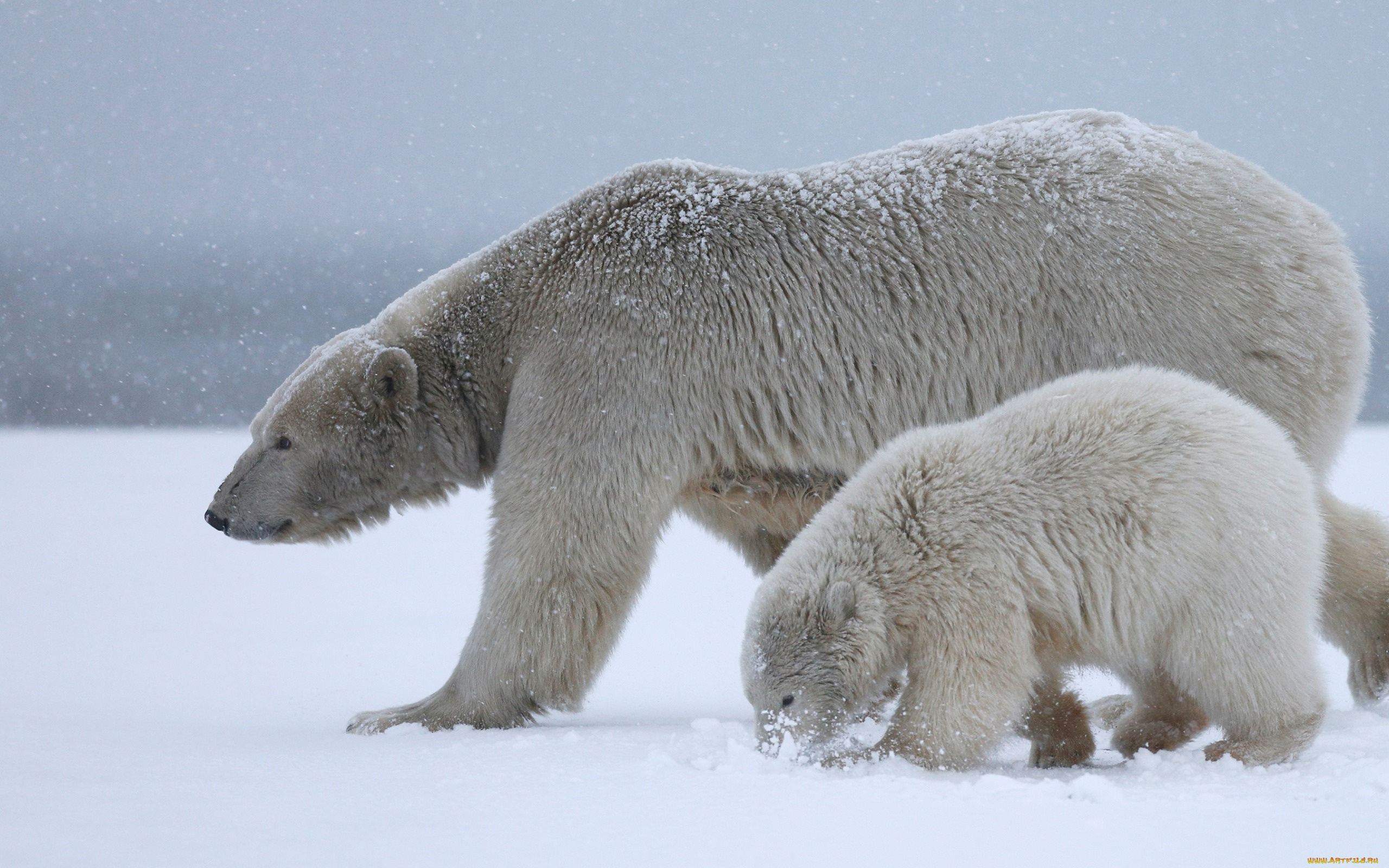 животные, медведи, дитя, снег, медвежонок, рядом, припорошило, вдвоем, полярный, медведь, материнство, арктика, идут, мать, вместе, мишутка, белая, медведица, дикая