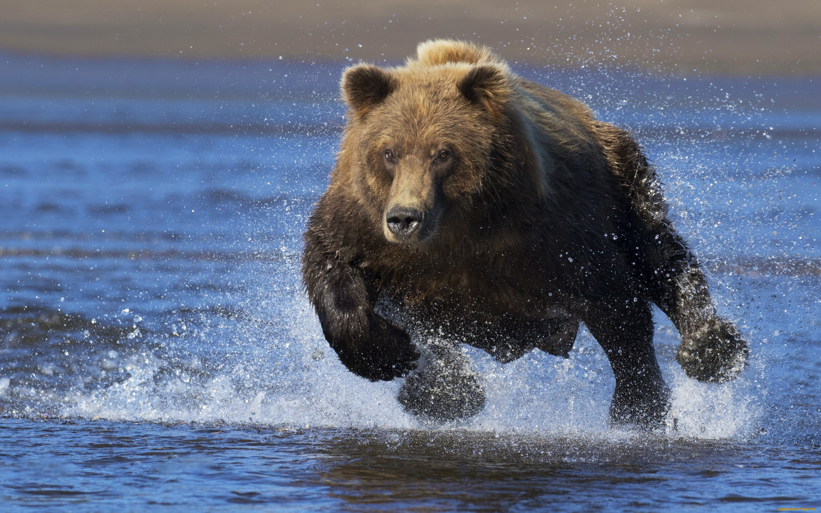 животные, медведи, бег, бегущий, медведь, топтыгин, брызги, вода