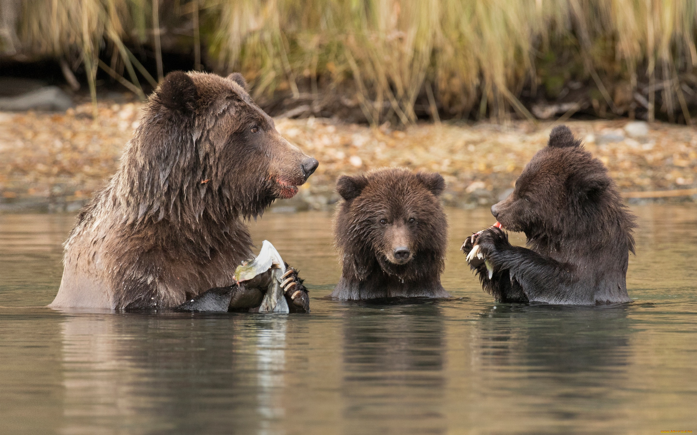 животные, медведи, вода, медвежата, обед, удачная, рыбалка, медведица, река