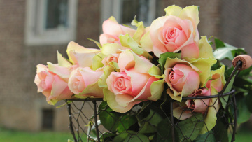Картинка цветы розы композиция окна листья нежные бутоны металлическая сетка фон букет корзинка роза лепестки дом розовые