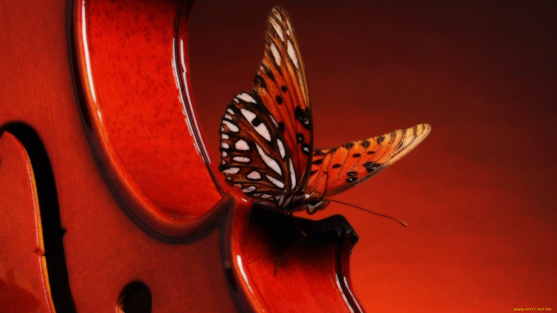 музыка, -другое, инструмент, бабочка