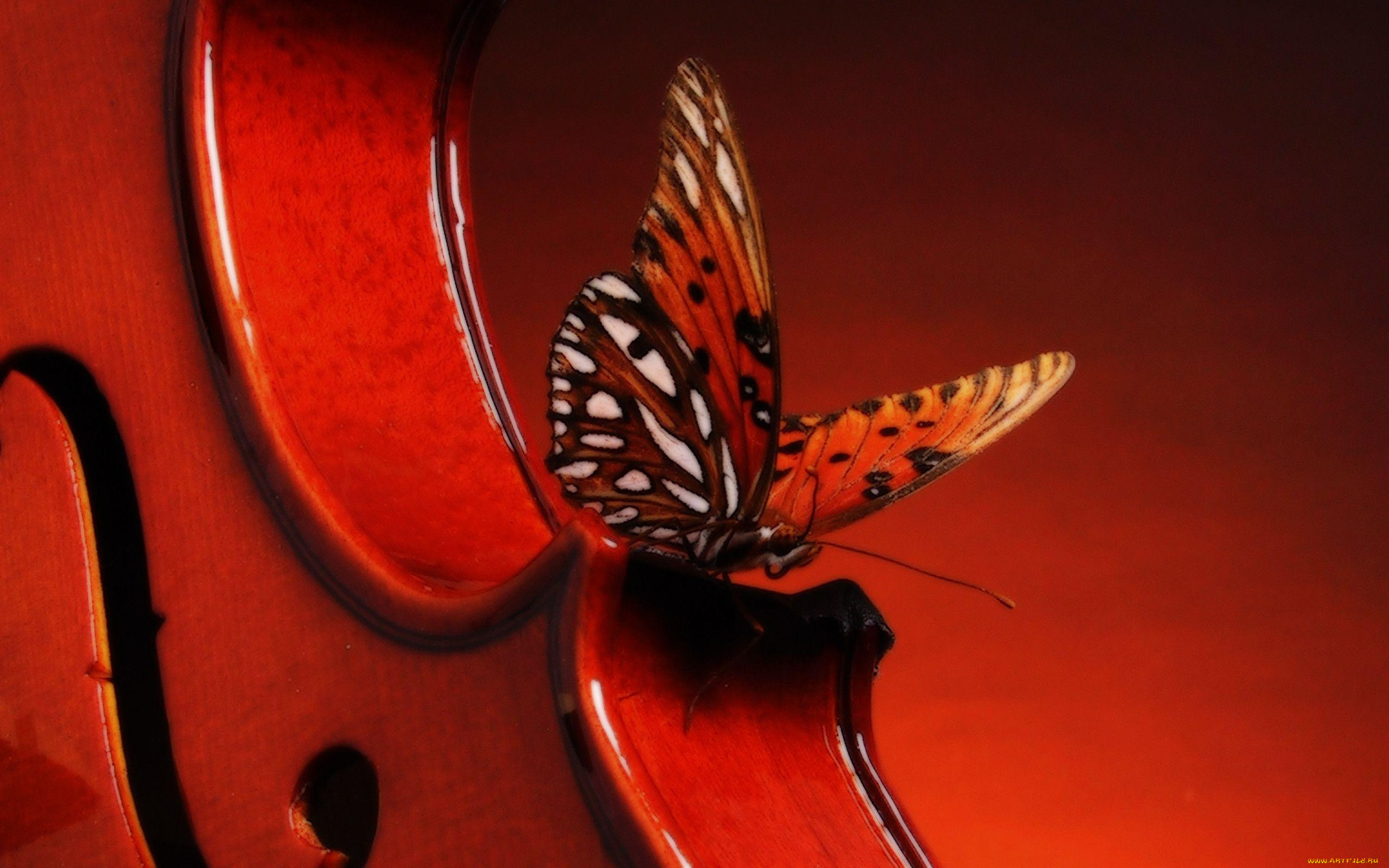 музыка, -другое, инструмент, бабочка