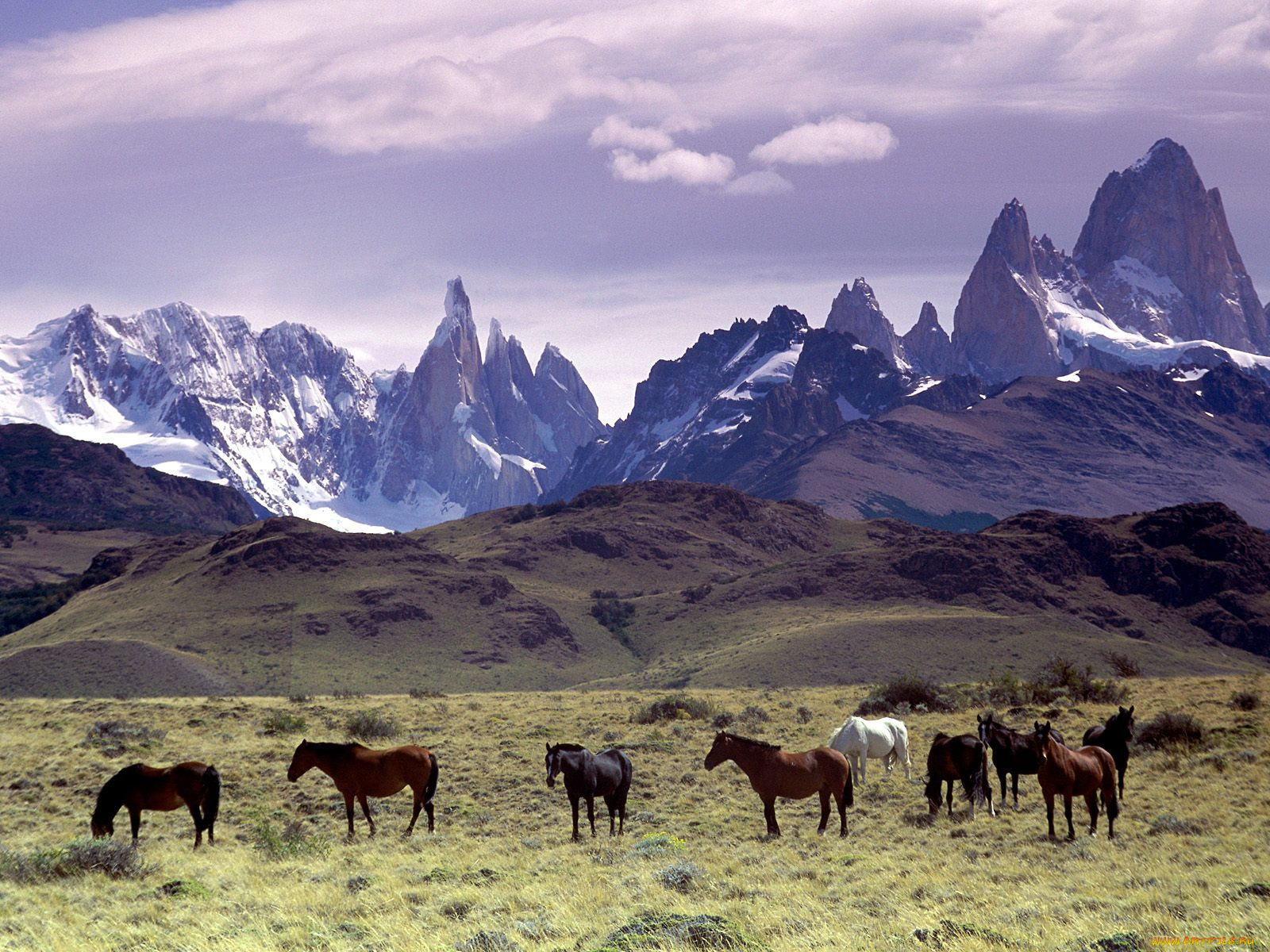 andes, mountains, patagonia, argentina, животные, лошади