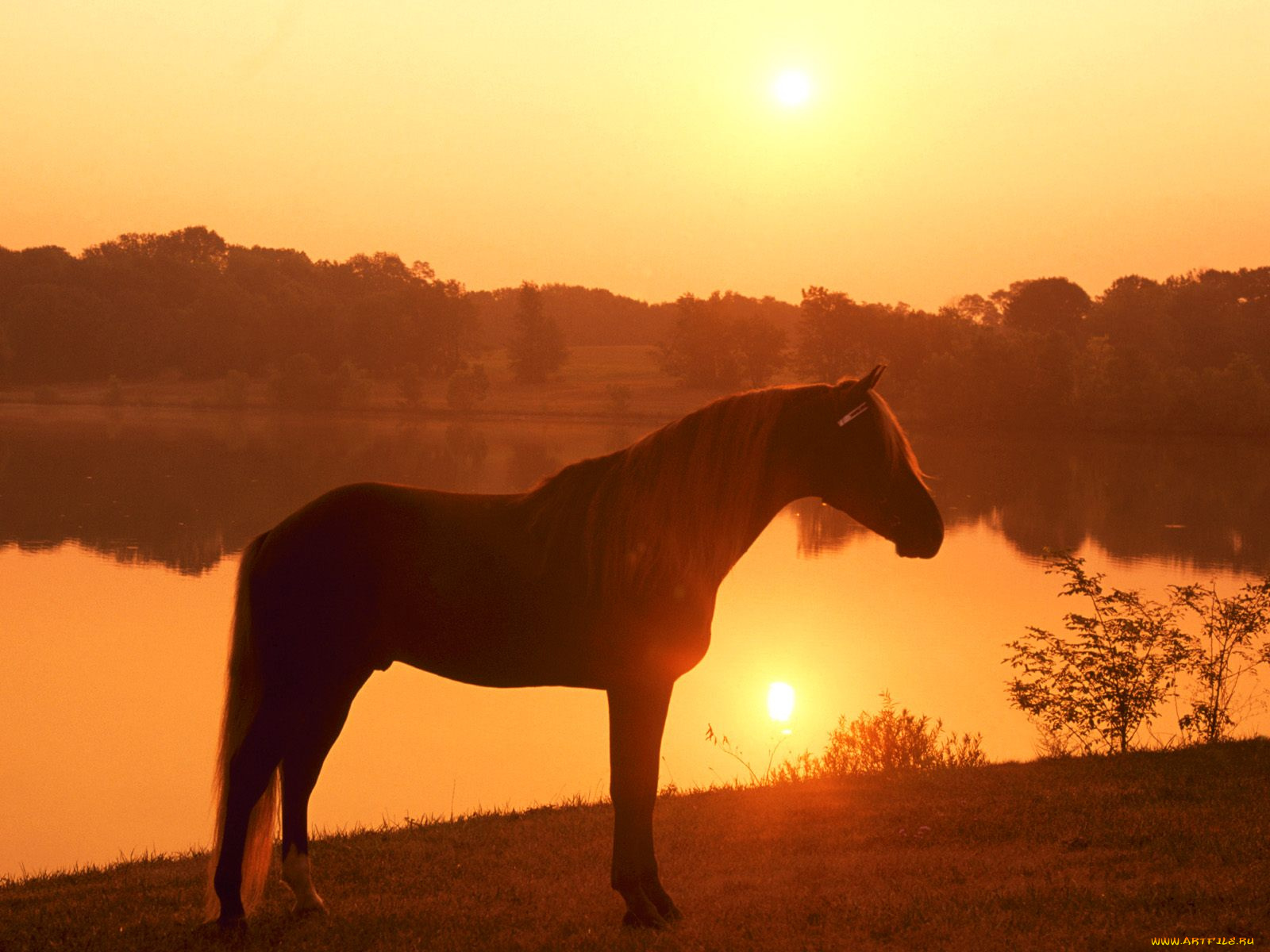 joe, banjo, rocky, mountain, horse, pennsylvania, животные, лошади