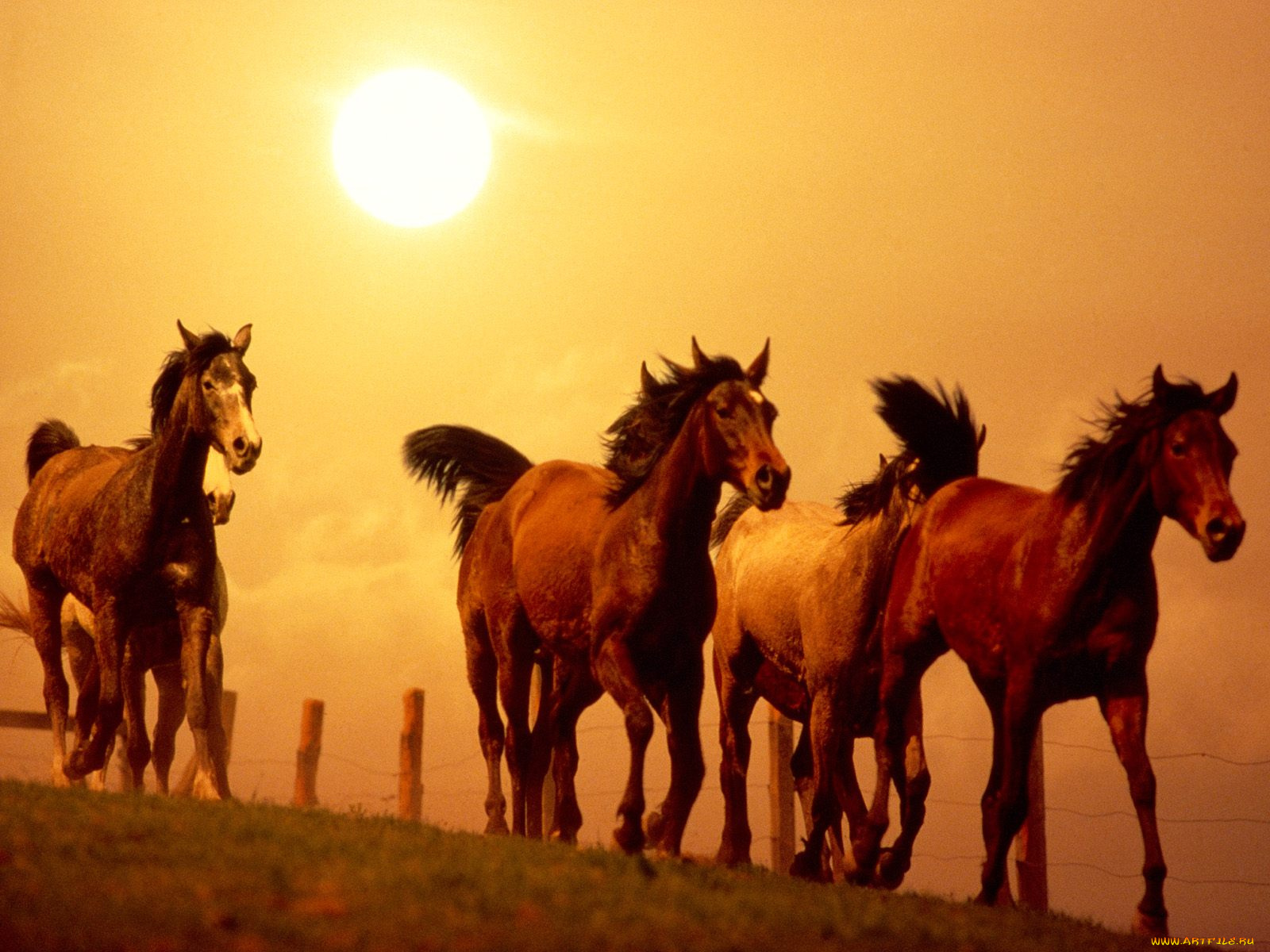scorching, ride, животные, лошади