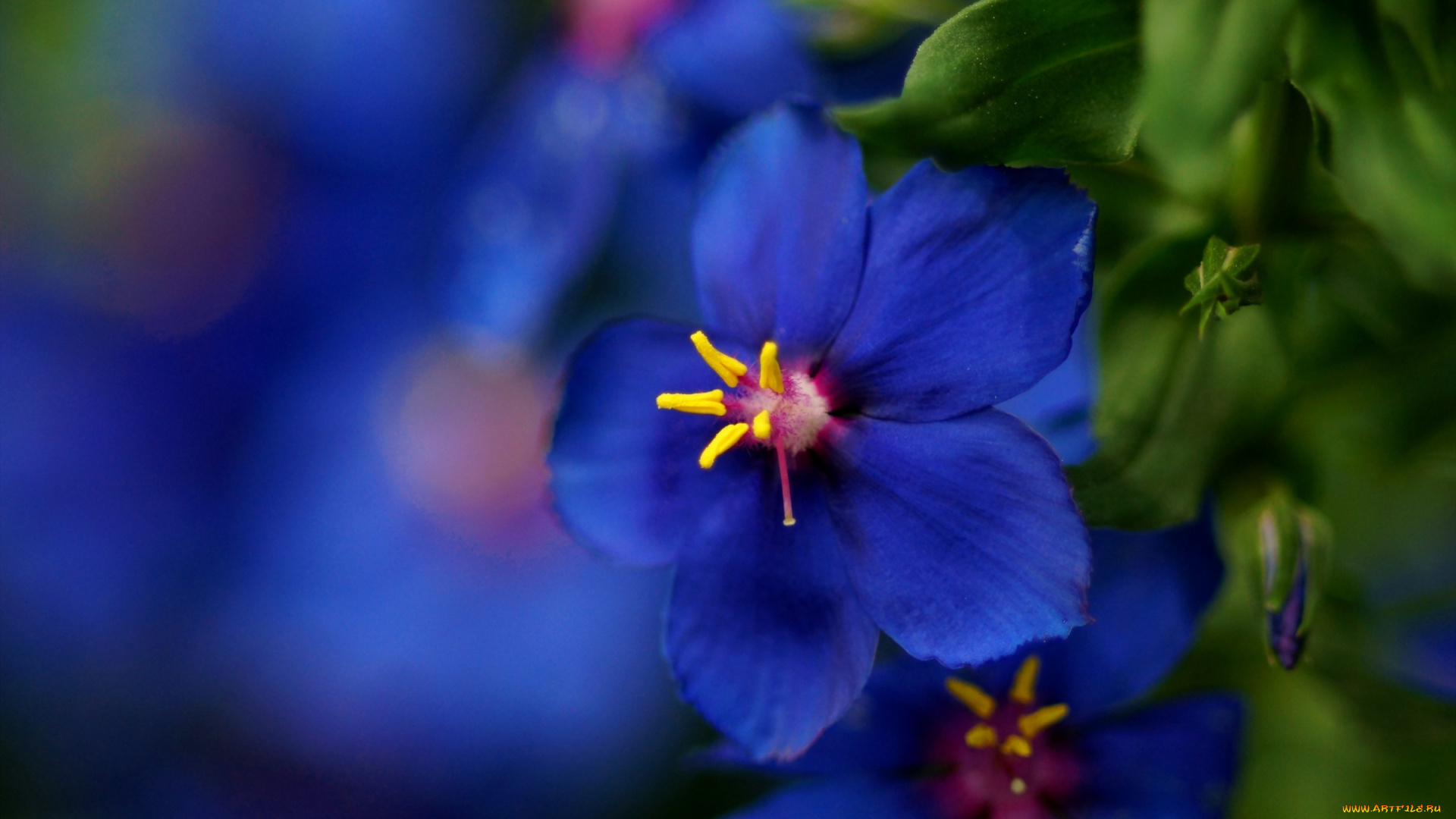 цветы, синий