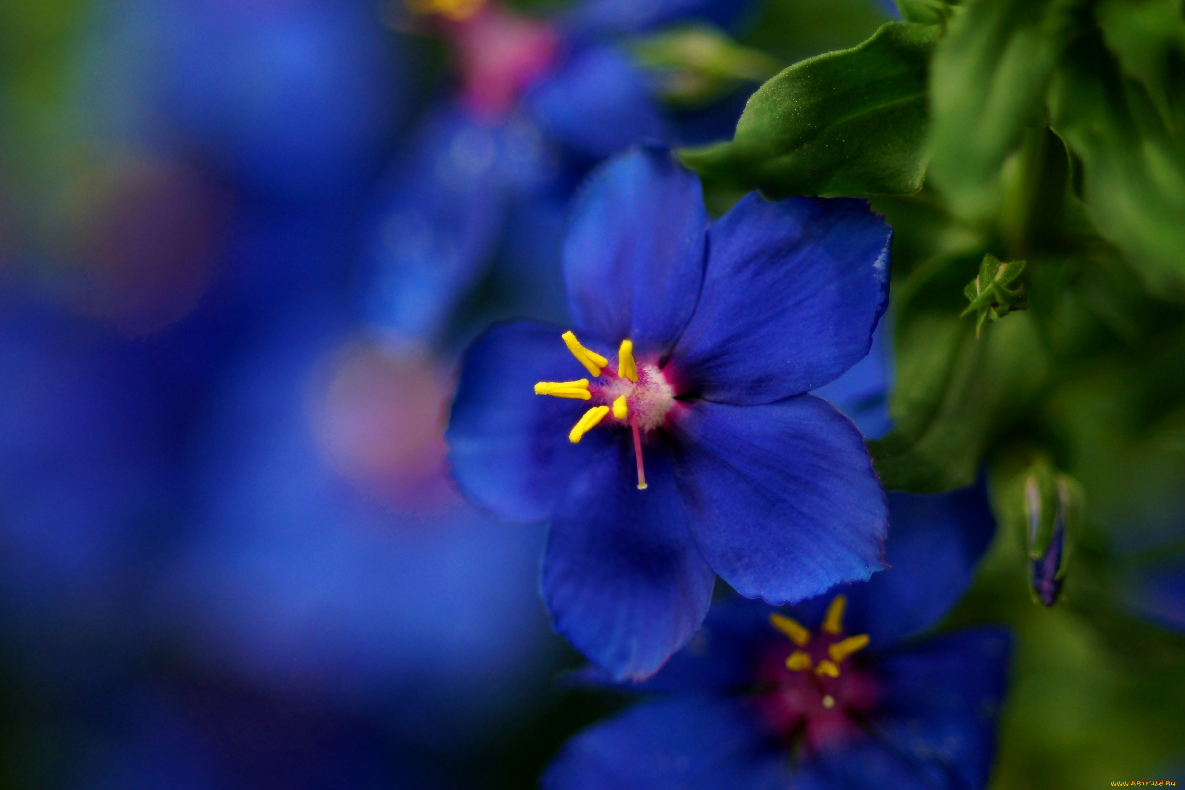 цветы, синий