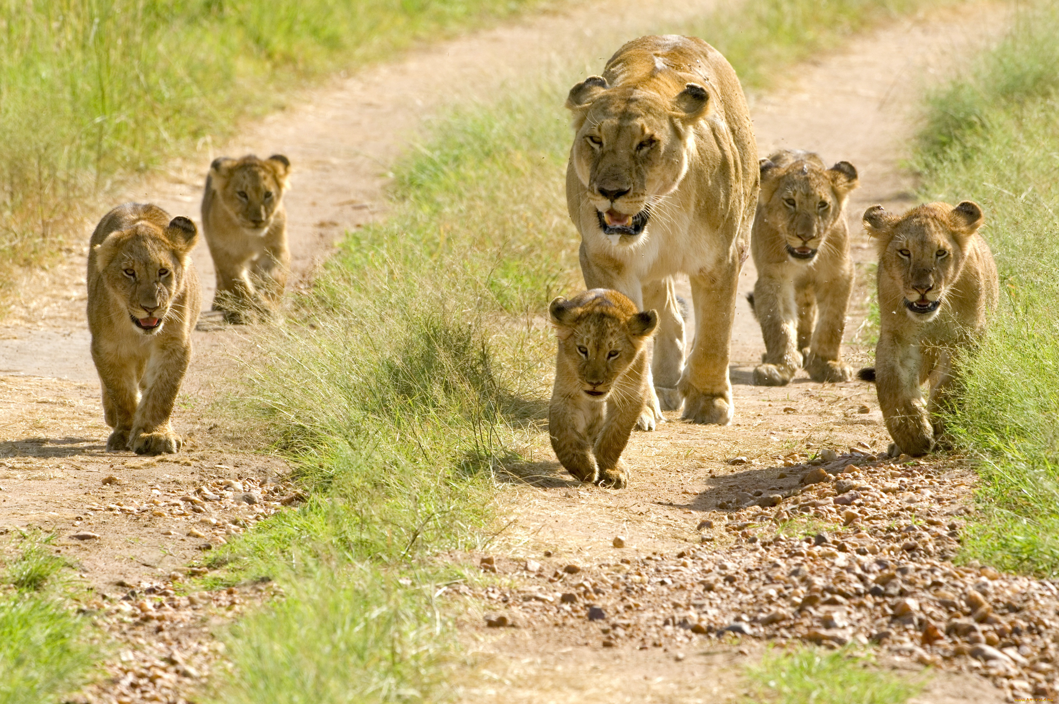 животные, львы, львята, малыши, львица, семья