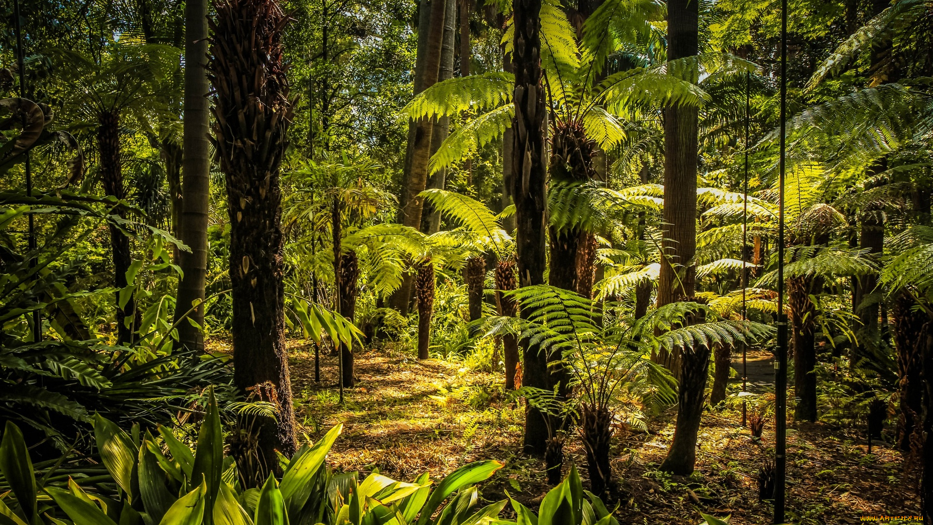 австралия, природа, лес, пальмы